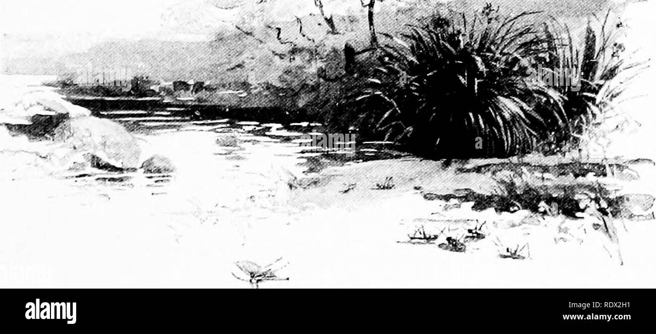 . Eye spy : afield with nature among flowers and animate things . Natural history; Insects; Natural history. THOSE HORSE-HAIR SNAKES 69 the bet was promptly taken by several of the com- pany, the &quot; dead-horse &quot; story-teller being the first to rise to the bait. In a moment Amos had left the store, and with- in a half-hour (barely long enough for him to have reached his home and returned) he reappeared with a box containing the &quot; proofs &quot; of his remark- able statement. He won his bet, having introduced his sceptical hearers to the two prime authorities that knew more about ha Stock Photo