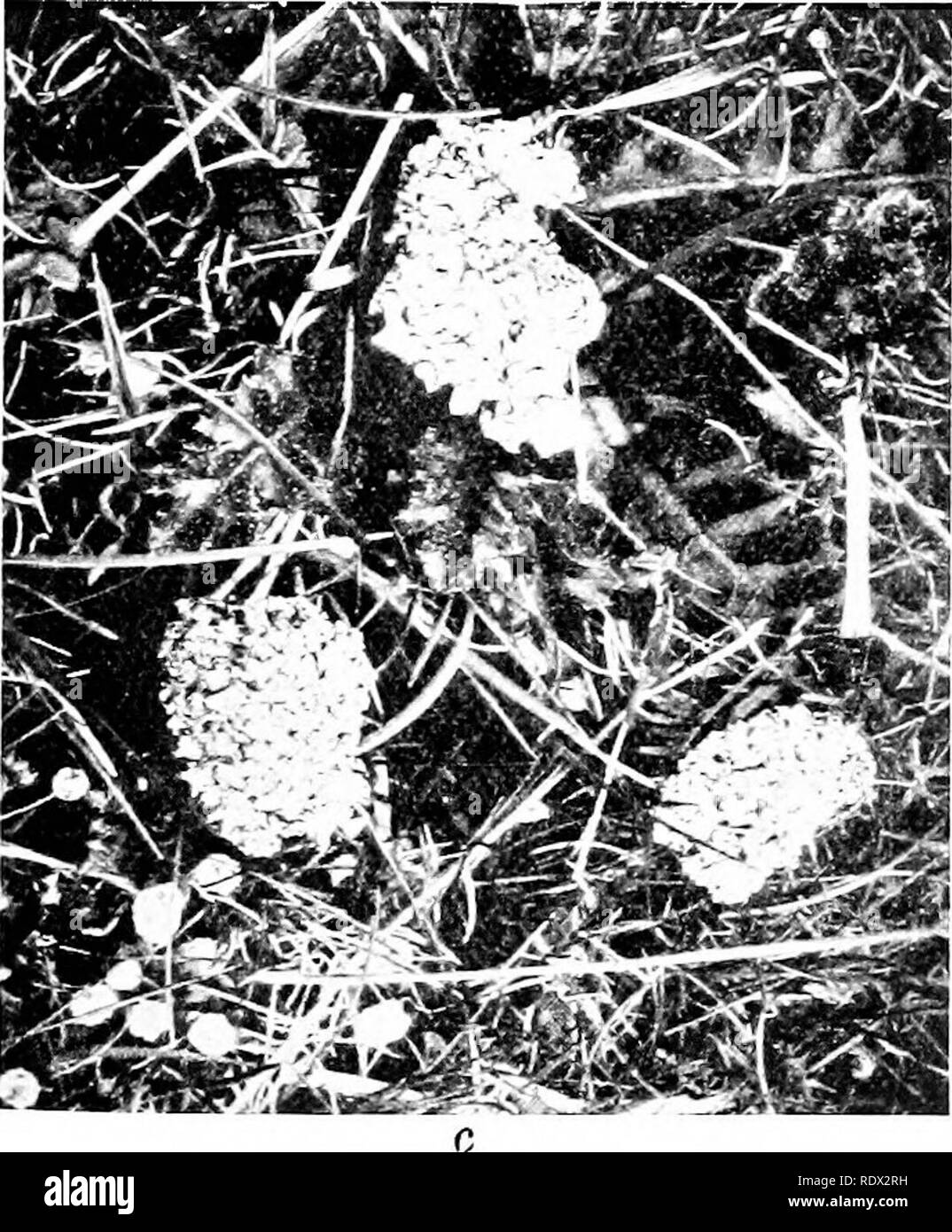 . Lichens. Lichens. ERRATIC LICHENS 259 bind the mass together. Meyer says that &quot; wanderers &quot; have been noted as belonging to Parmelia acetabulum, Platysmaglaucum and Anaptychia ciliaris. The most notable instance in Britain of the &quot;erratic&quot; habit is that of Parmelia revoluta y-ax. concentrica (Fig. 121), first found on Melbury Hill â - ^ V ft;/iÂ«.&gt;x^:^ iM^MrM.. ^K .5; â¢&gt;i'^ %' ^l^SlSSS^i :H,'. Please note that these images are extracted from scanned page images that may have been digitally enhanced for readability - coloration and appearance of these illustrations  Stock Photo