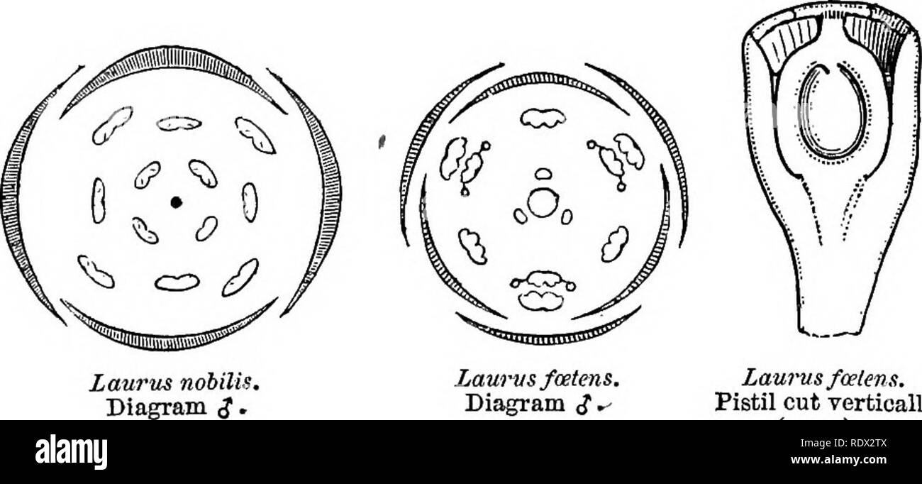 . A general system of botany, descriptive and analytical. In two parts. Part I. Outlines of organography, anatomy, and physiology. Part II. Descriptions and illustrations of the orders. By Emm. Le Maout [and] J. Decaisne. With 5500 figures by L. Steinheil and A. Riocreux. Translated from the original by Mrs. Hooker. The orders arranged after the method followed in the universities and schools of Great Britain, its colonies, America, and India; with additions, an appendix on the natural method, and a synopsis of the orders, by J.D. Hooker. Botany. Laurus nobilis. 9 flower cut vertically (mag.). Stock Photo