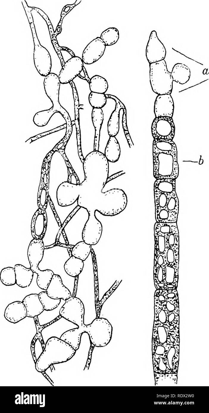 . Lichens. Lichens. 2l6 PHYSIOLOGY published an account of various oil-cells in a large series of calcicolous lichens (Fig. 117). The occurrence of oil- (or fat-) cells is not dependent on the presence of any particular alga as the gonidium of the lichen. Fiinfstuck' has described the immersed thallus of Opegrapha saxicola as one of those richest in fat-cells. The gonidia belong to the filamentous alga Trentepohlia um- brina and form a comparatively thin layer about i6o/i thick near the upper surface; isolated algal branches may grow down to 350/i into the rock, while the fungal ele- ments des Stock Photo
