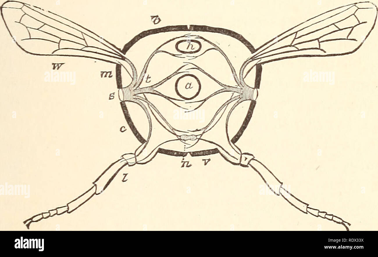 . Economic entomology for the farmer... STRUCTURE AND CLASSIFICATION ...