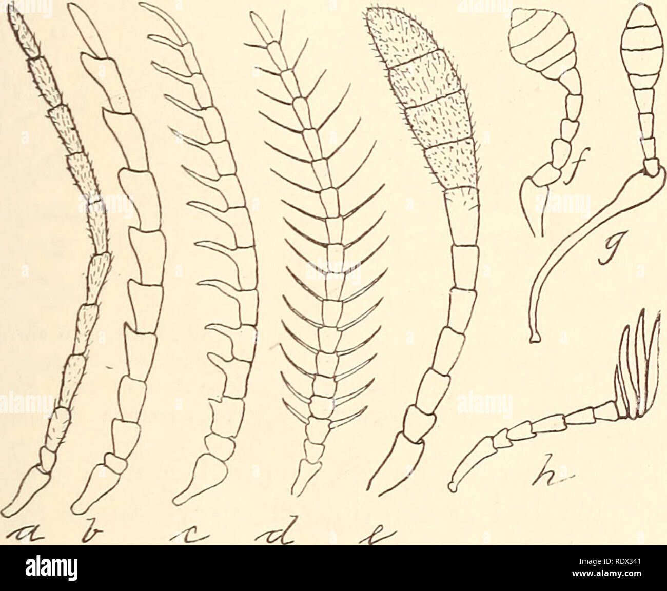 Economic entomology for the farmer... STRUCTURE AND CLASSIFICATION. 21 mon  types of antennal structure, which occur in all insects, that they may be  referred to hereafter without especial description. The antennae