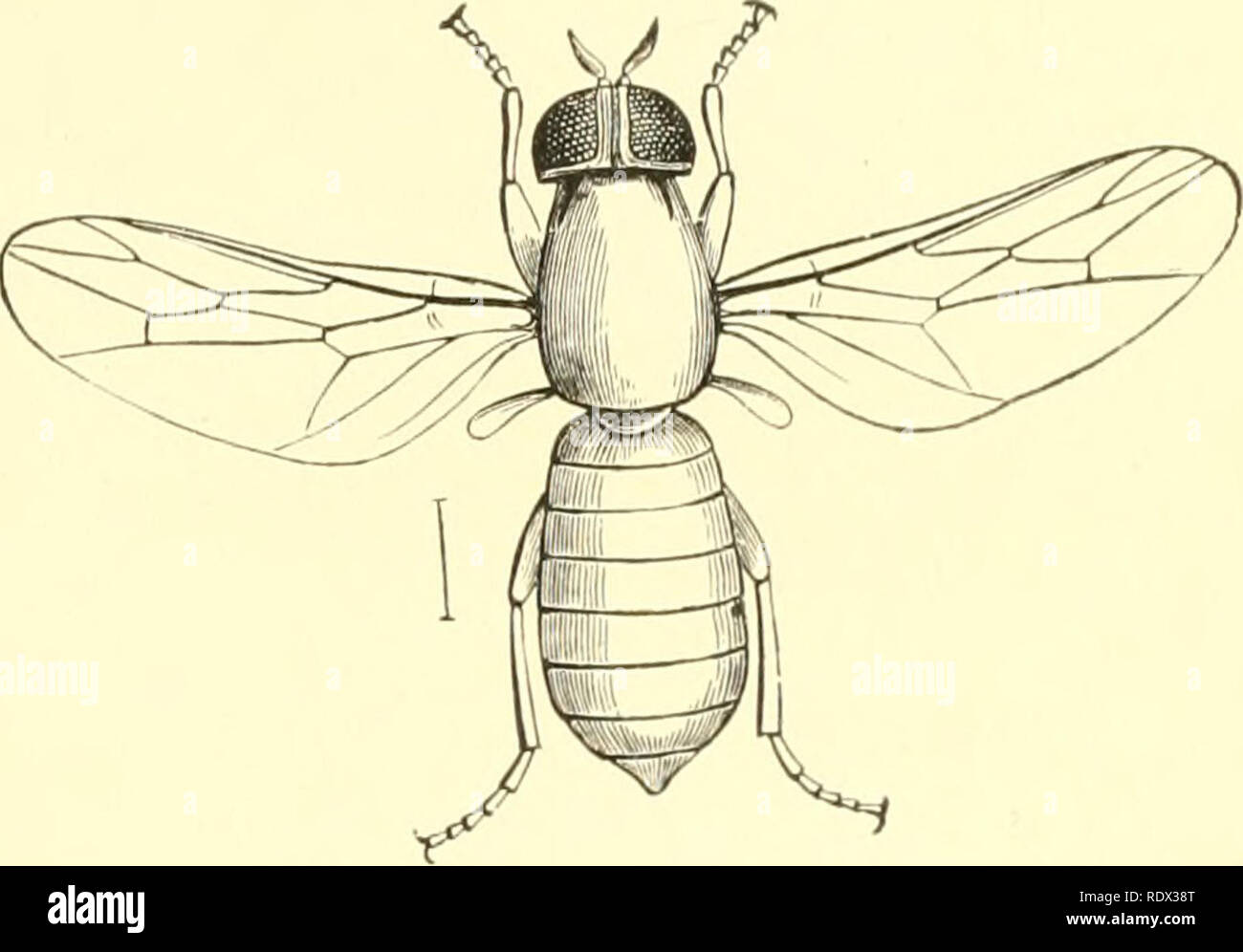 . Economic entomology for the farmer and the fruit grower, and for use as a text-book in agricultural schools and colleges;. Insects; Pests. THE INSECT WORLD. 347. Scenopinus ffnestraUs. of fact it is predaceous in habit, and feeds upon the species really infesting carpets and similar material. Thus, &quot;moths,&quot; the larvae of the &quot;carpet-beetle,&quot; &quot;fish-moths,&quot; and numerous other insects likely to occur in such situa- ^97- tions are destroyed by it. From this larva there comes in due time a small blue fly, a member of the family Scenopinidce, slender and somewhat flat Stock Photo