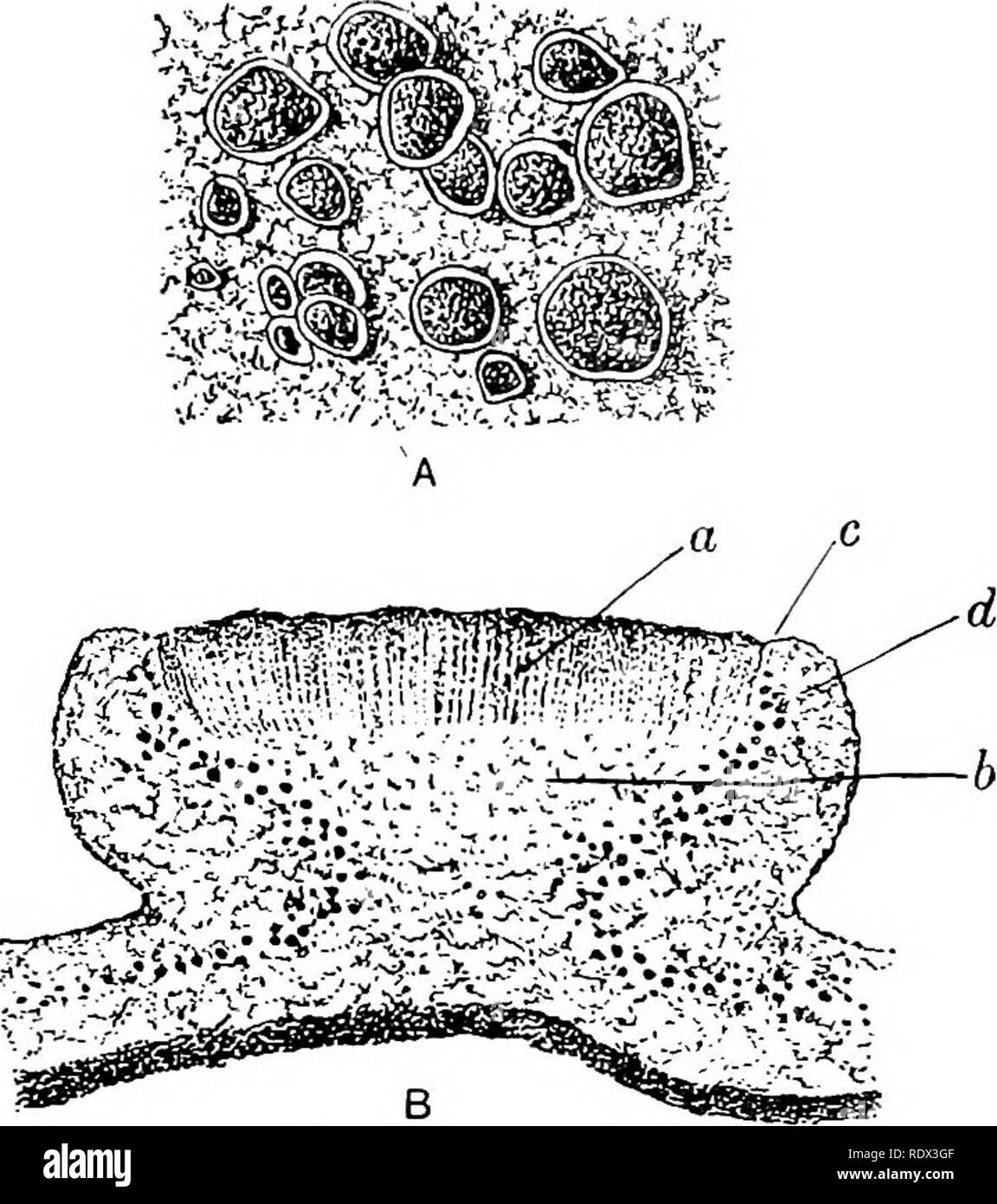. Lichens. Lichens. REPRODUCTIVE ORGANS 157 size, rarely more than i cm. in diameter (Fig. 88); there is no development in lichen fruits equal to the cup-like ascomata of the larger Pezizae. In. Fig. 88. Lecanora subfusca Ach. A, thallus and apothecia x 3; B, vertical section of apothecium. a, hymenium; by hypo- thecium; c, thalline margin or amphithecium; d, gonidia. X 60 (after Reinke). most cases the lichen apothecium retains its vitality as a spore-bearing organ for a considerable period, sometimes for several years, and it is strengthened and protected by one or more external margins of s Stock Photo
