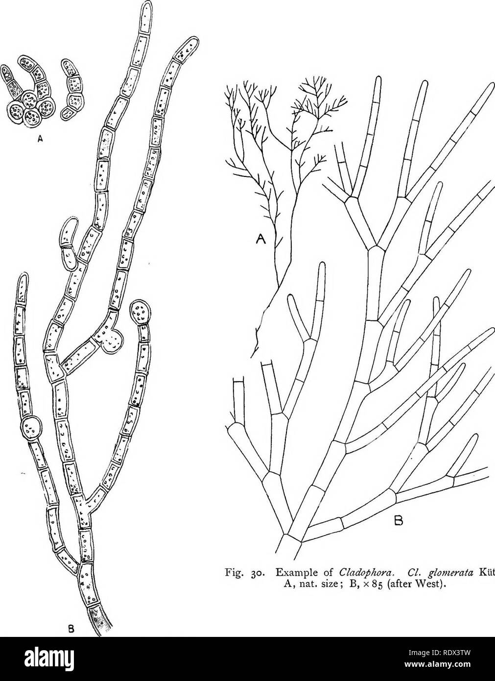 . Lichens. Lichens. S8 CONSTITUENTS OF THE LICHEN THALLUS. Fig. 30. Example of Cladophora. CI. glomerata KUtz. A, nat. size; B, x 85 (after West). Fig. 29. A, Trentepohlia umbrina Born.; B, T. aurea Mart, x 300 (after Kiitz.).. Please note that these images are extracted from scanned page images that may have been digitally enhanced for readability - coloration and appearance of these illustrations may not perfectly resemble the original work.. Smith, Annie Lorrain. Cambridge, At the University Press Stock Photo