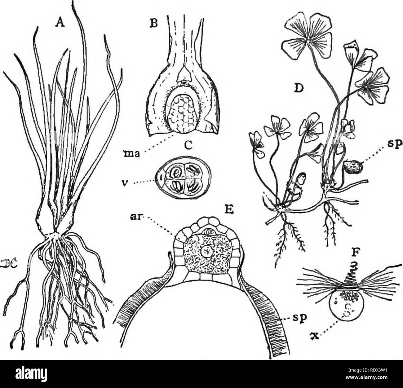 . Lectures on the evolution of plants. Botany; Plants. 150 EVOLUTION OF PLANTS filled with accumulated food substances which serve to supply the developing female gametophyte with food, as the latter does not contain chlorophyll. The gam- etophyte, as in Selaginella, is almost entirely included within the large macrospore, and the formation of the. Fig. 39 (Heterosporous Ferns). — A, sporophyte of Isoetes echinospora; B, a single leaf showing the enlarged base bearing a single macrosporan- gium, ma; the mierosporangia are much the same; C, a germinated microspore with the contained gametophyte Stock Photo