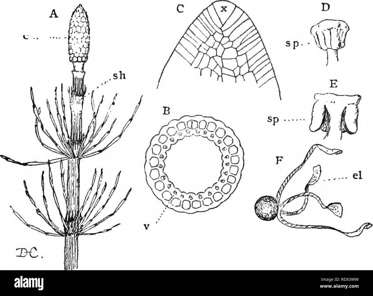 . Lectures on the evolution of plants. Botany; Plants. 140 EVOLUTION OF PLANTS except for the conspicuous lobes referred to above. The reproductive organs are very much lilce tliose of the eusporangiate ferns, and the spermatozoids, which are large and multiciliate, closely resemble those of Osmunda.. Fig. 36 (Equisetineae). — A, upper part of a sporiferous shoot of a horse- tail (Equisetum pratense), showing the division into nodes and inter- nodes, the rudimentary sheath-leaves, sh, and the strobilus or cone of sporophylls, c; B, a cross-section of an internode of E. maximum, shovriug the ar Stock Photo