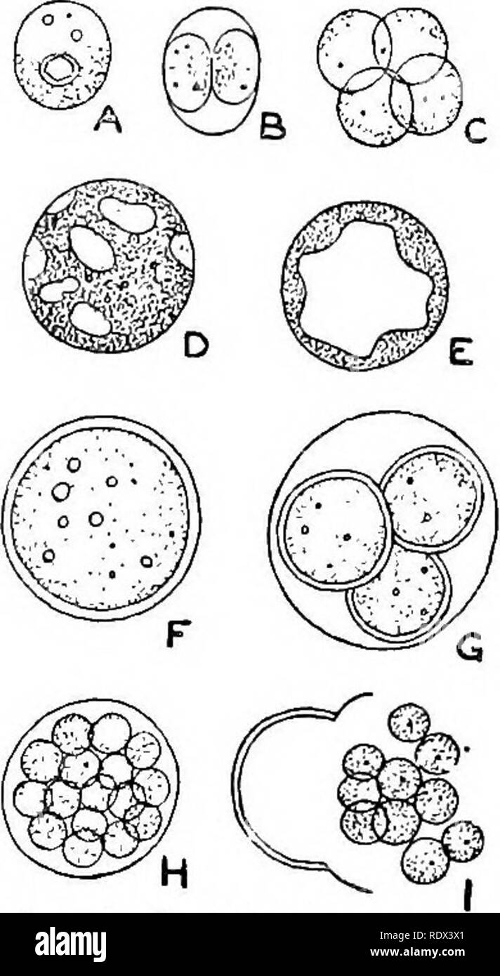 . Lichens. Lichens. Fig. 2 3. Cystococcus Cladon iae pyxidatae Chod. from cul- ture X 8oo (after Chodat). of species and he designates the algae, according to the lichen in which they occur, as Cystococcus Cladoniae pyxidatae, C. Cladoniae fimbriatae, etc. Meanwhile Paulson and Somerville Hastings^-by their careful research on the growing thallus have thrown considerable light on the identity of the Protococcaceous lichen gonidium. They selected such well-known lichens as Xanthoria parietina, Cladonia spp. and others, which they collected during the spring months, February to April, the period Stock Photo