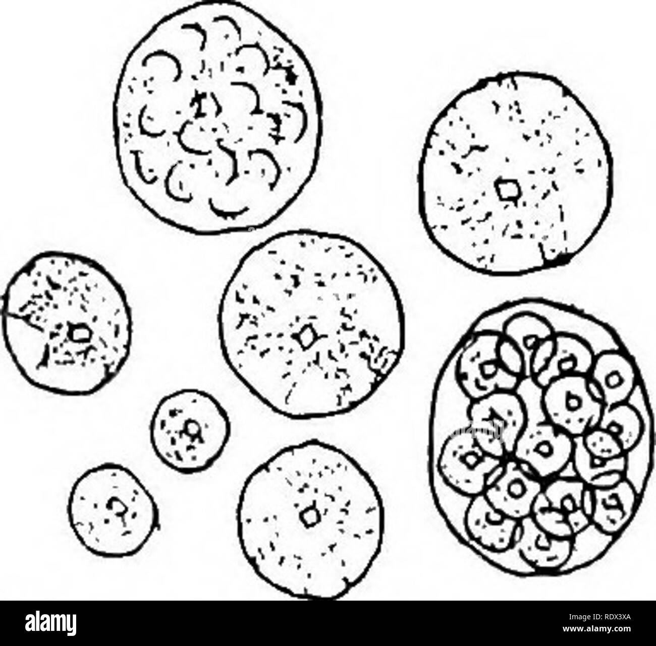 . Lichens. Lichens. 56 CONSTITUENTS OF THE LICHEN THALLUS. Fig. 2 3. Cystococcus Cladon iae pyxidatae Chod. from cul- ture X 8oo (after Chodat). of species and he designates the algae, according to the lichen in which they occur, as Cystococcus Cladoniae pyxidatae, C. Cladoniae fimbriatae, etc. Meanwhile Paulson and Somerville Hastings^-by their careful research on the growing thallus have thrown considerable light on the identity of the Protococcaceous lichen gonidium. They selected such well-known lichens as Xanthoria parietina, Cladonia spp. and others, which they collected during the sprin Stock Photo