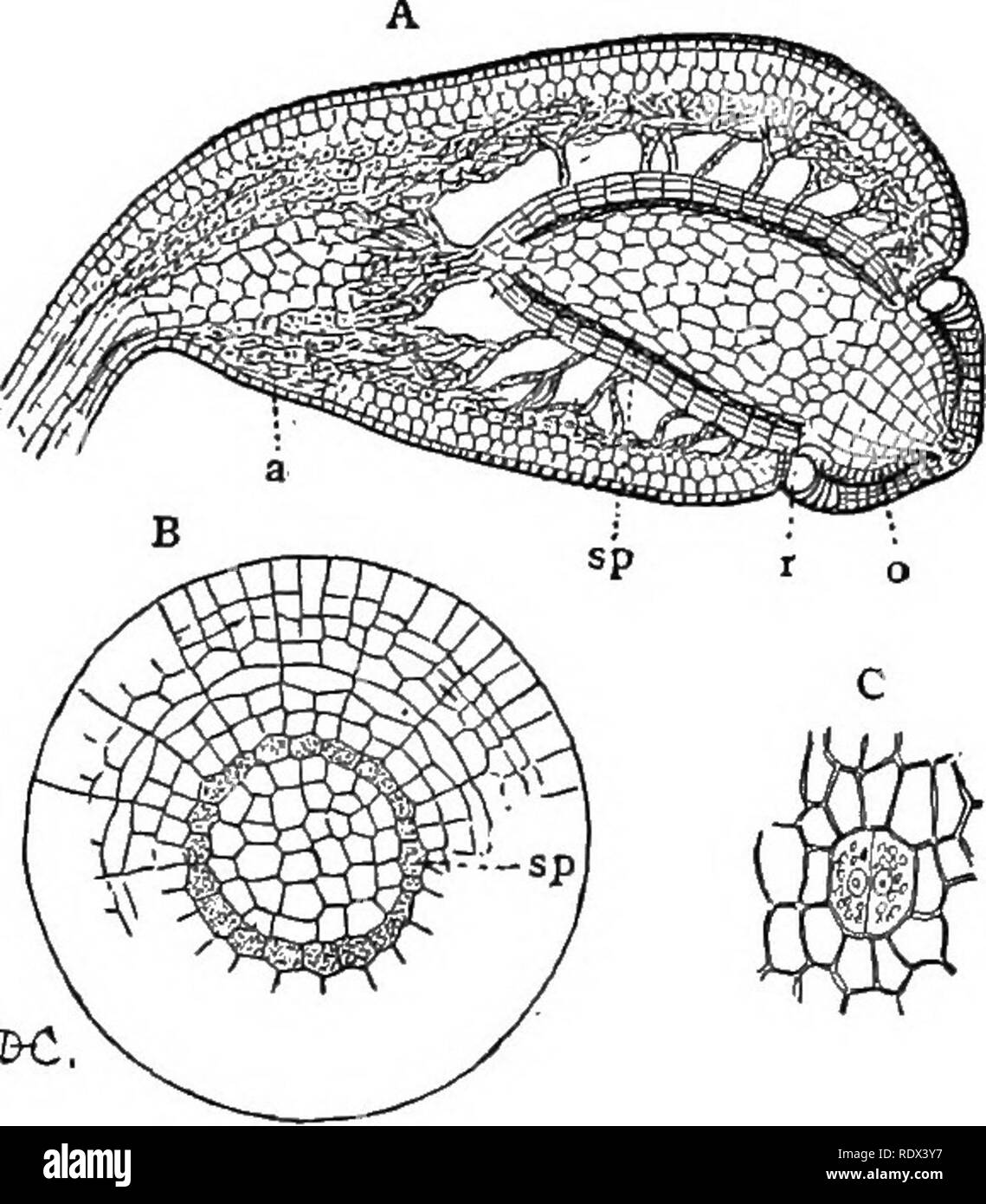 . Lectures on the evolution of plants. Botany; Plants. MOSSES AND LIVERWORTS 117 (Fig. 30, A, a) is composed mainly of a spongy green tissue which is also present in the upper part of the capsule, surrounding the large air-spaces between the sporogenous tissue and the outer part of the capsule. This green tissue recalls the &quot; mesophyll &quot; or sjDongy green tissue in the leaves of the higher plants, and like the mesophyll communicates with the outside atmos- phere by stomata. In a few cases, this basal part of the capsule (apophysis) is a very much enlarged spe- cial organ, comparable p Stock Photo
