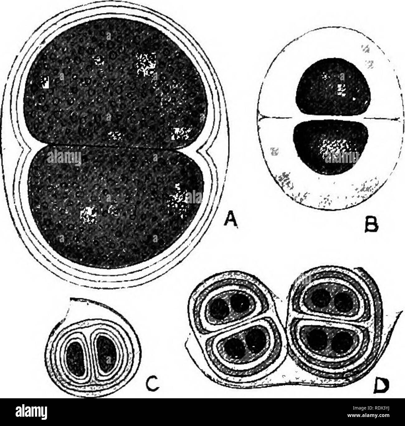 Gelatinous lichen hires stock photography and images Alamy