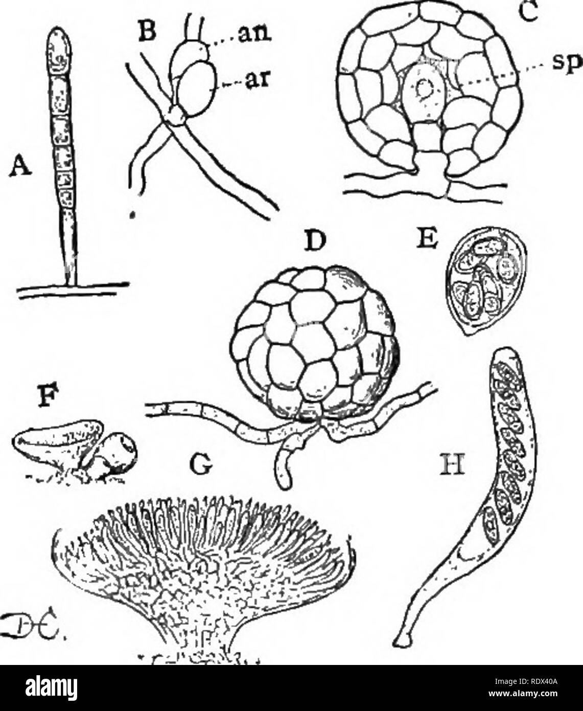 . Lectures on the evolution of plants. Botany; Plants. THE FUNGI 91. arrangement; but in all the higher ones they are borne in definite spore-fruits of characteristic form. This spore- fruit is undoubtedly, in many instances, the result of fertilization, being pro- duced by the formation of a peculiar cell, the archi- carp, which corresponds to the oogonium of the Phy- comycetes. This is usually fertilized by direct contact with the antheridium, and from it, more or less di- rectly, are produced the spore-sacs or asci. A good example of these simpler Ascomycetes is offered by the mildews which Stock Photo