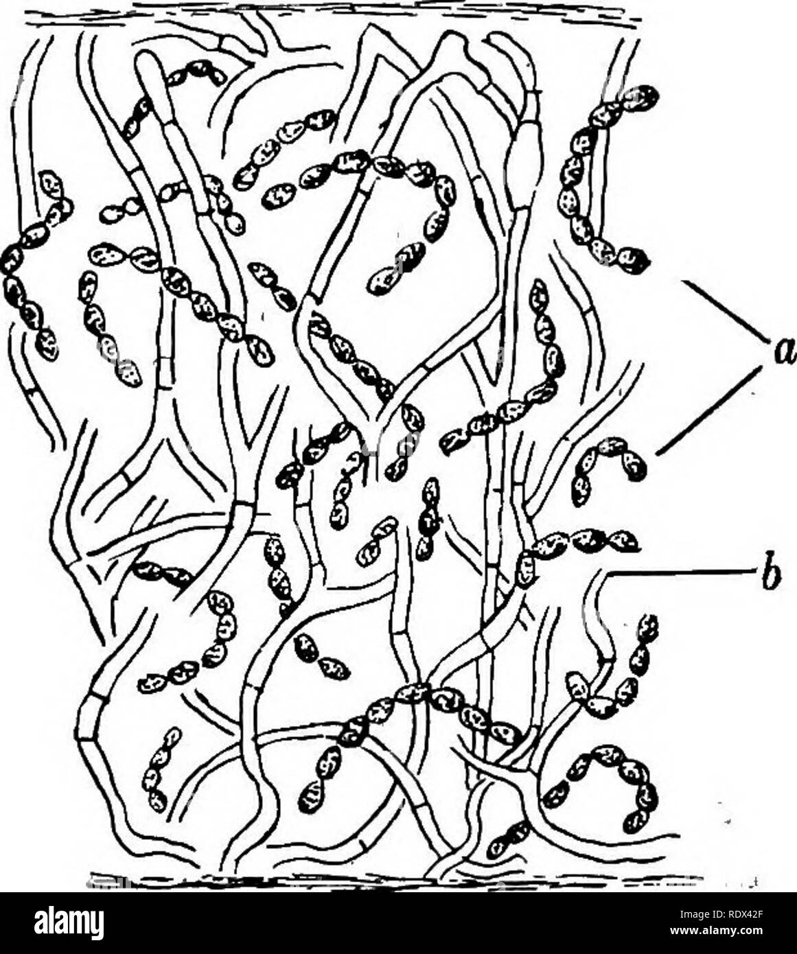 . Lichens. Lichens. Fig. 1. Physcia aipolia 'Hyh Vertical section of thallus. i/, cortex; ^, algal layer; c; medulla; d, lower cortex. X 100 (partly diagrammatic). Fig. 3. Collema nigrescens Aci. Vertical section of thallus. a, chains of the alga Nostoc; b-, fungal filaments, x 600. - remain distinct. The green zone can be easily demonstrated in any of the larger lichens by scaling off the outer surface cells, or by making a vertical section through the thallus. The colourless cells penetrate to some extent among the green cells; they also form the whole of the cortical and medullary tissues. Stock Photo