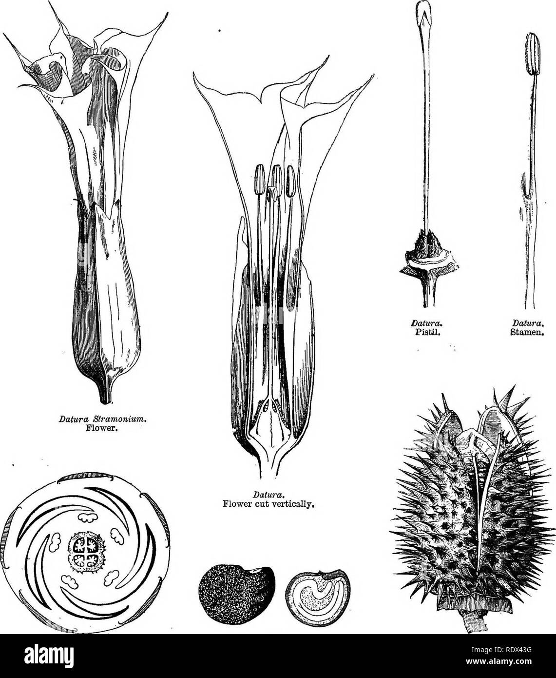 A general system of botany, descriptive and analytical. In two parts. Part  I. Outlines of organography, anatomy, and physiology. Part II. Descriptions  and illustrations of the orders. By Emm. Le Maout [