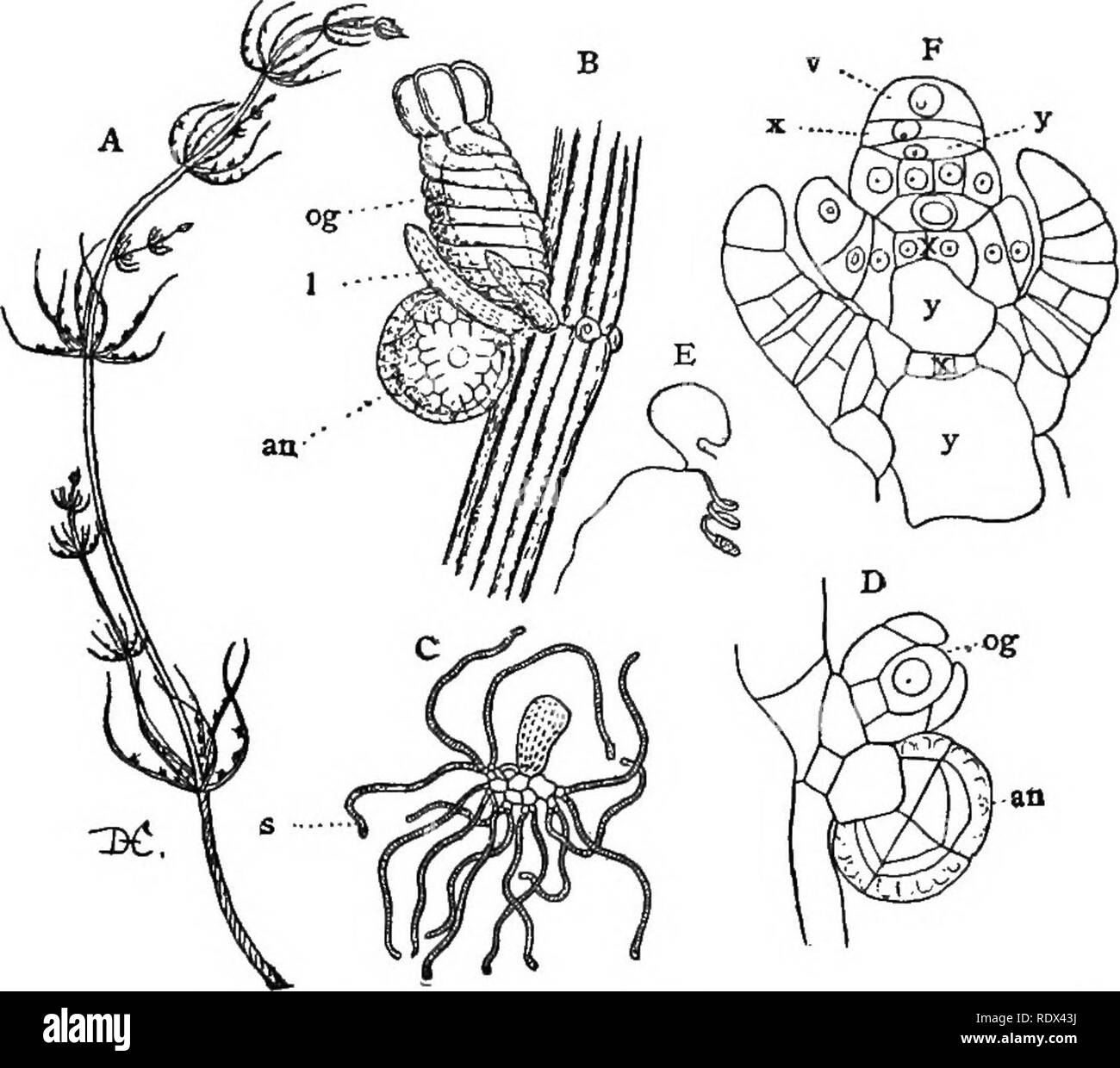 . Lectures on the evolution of plants. Botany; Plants. 62 EVOLUTION OF PLANTS the cell, and the cells have long been favorite subjects for demonstrating this phenomenon. The original nucleus of these elongated cells becomes early divided into many, but these secondary nuclei are not formed. Fig. 14. — A, a plant oi Chara, one of the Characeae, showing ths division of the stem into nodes and Internodes, and the method of branching; B, part of a leaf with an antheridium an, and oogonium, 0(/; I, leaflets at the node of the leaf; C, a group of filaments from the interior of the antheridium; each  Stock Photo