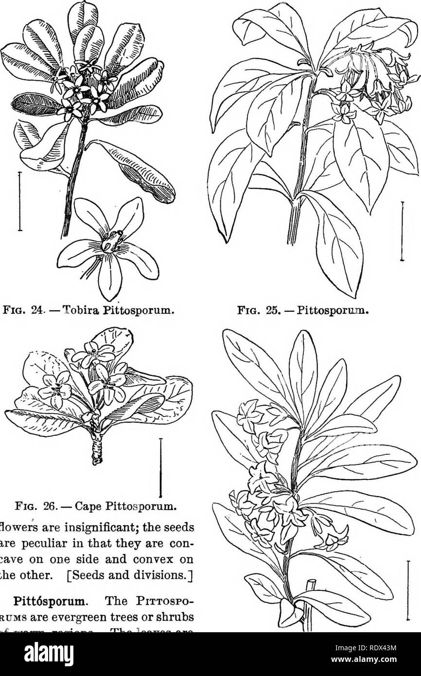 . Ornamental shrubs of the United States (hardy, cultivated). Shrubs. 68 DESCRIPTIONS OF THE SHRUBS. Fig. 26. — Cape Pittosporum. flowers are insignificant; the seeds are peculiar in that they are con- cave on one side and convex on the other. [Seeds and divisions.] Pitt6sponun. The Pittospo- RUMS are evergreen trees or shrubs of warm regions. The leaves are alternate hut clustered in an ap- ^i°- 27.-Karo Pittosponim. parent whorl at the ends of the branches; the margins are in most species entire. The regular 5-paxted flowers form a cluster above the whorl of. Please note that these images ar Stock Photo