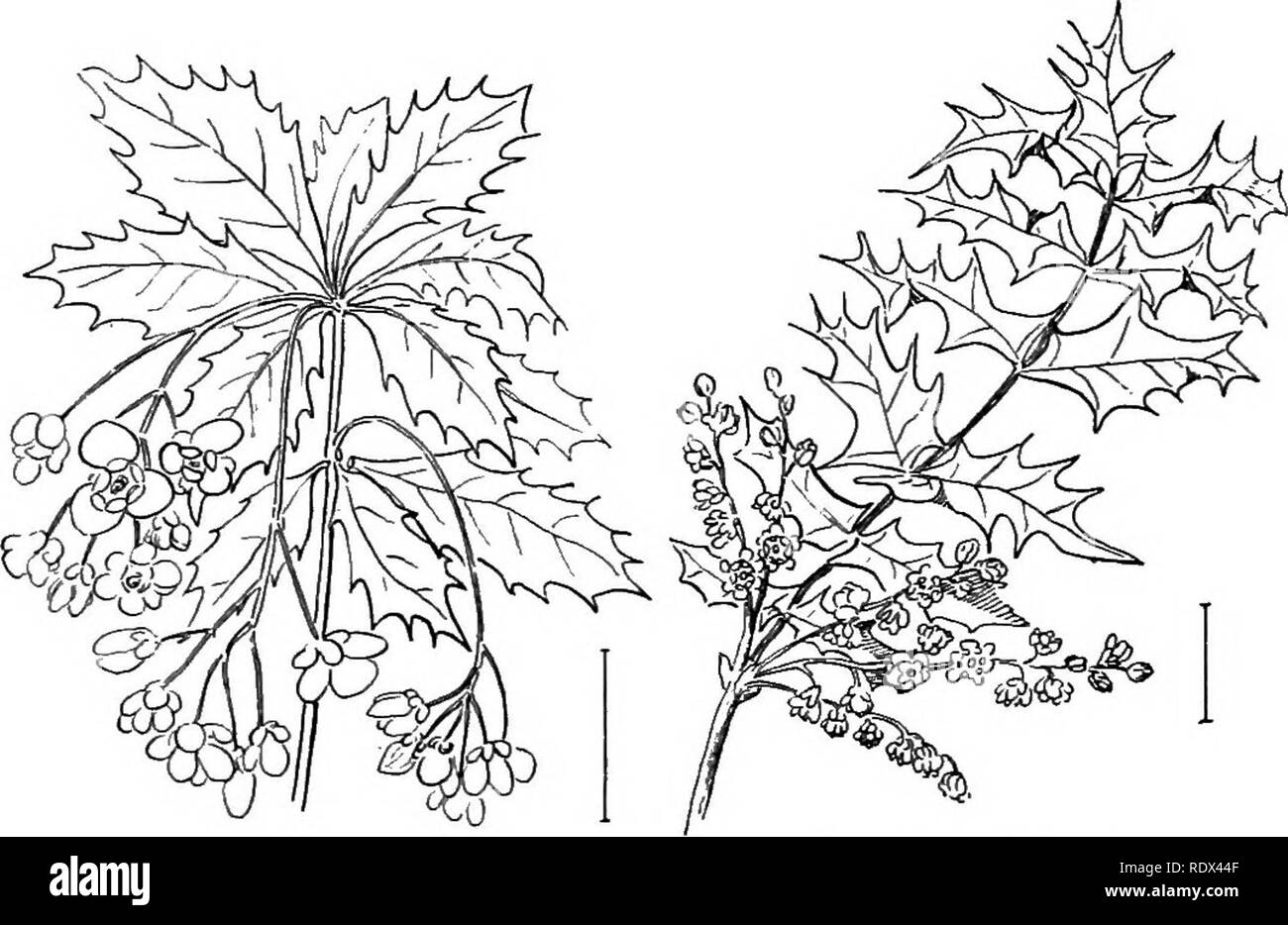 . Ornamental shrubs of the United States (hardy, cultivated). Shrubs