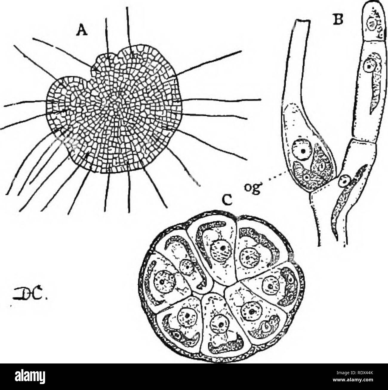 . Lectures on the evolution of plants. Botany; Plants. 54 EVOLUTION OF PLANTS 9, C, an), and closely resemble the zoospores except in size, and the partial or complete loss of chlorophyll. The spermatozoid has a large nucleus with relatively little cytoplasm, as the nucleus is probably of the most impor- tance in the act of fecundation. At maturity the oogonium opens and permits the en- trance of the motile spermatozoid, which at once pene- trates into the egg-cell where its nucleus fuses with that of the egg, thus fertilizing it. As the result of fertilization the egg becomes in- vested with  Stock Photo