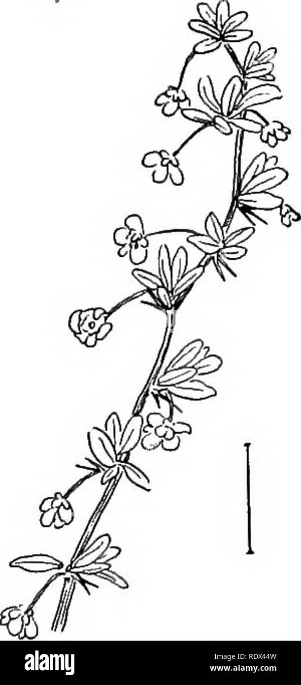 . Ornamental shrubs of the United States (hardy, cultivated). Shrubs. Fig. 15.—Japan Mahonia. Fig. 16. —American Barberry.. Please note that these images are extracted from scanned page images that may have been digitally enhanced for readability - coloration and appearance of these illustrations may not perfectly resemble the original work.. Apgar, A. C. (Austin Craig), 1838-1908; Draycott, Ada (Apgar). New York, Cincinnati [etc] American Book Company Stock Photo