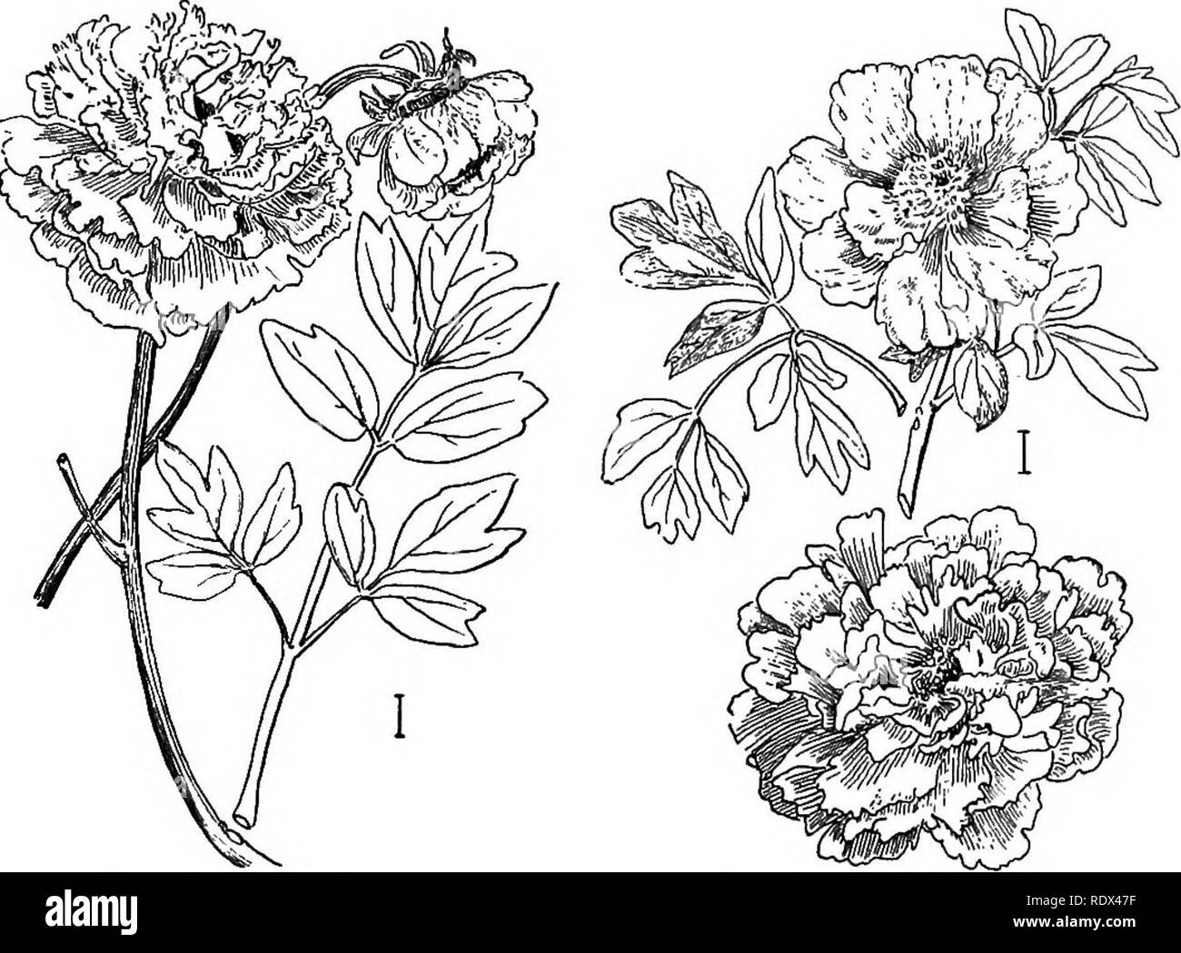 . Ornamental shrubs of the United States (hardy, cultivated). Shrubs. PART III DESCRIPTIONS OF THE SHRUBS Numbers in parenthesis in the keys and descriptions which follow refer to the figures. Bracketed information refers to methods of propagation. Paebnia. The Peonies form one of the most popular groups of plants. They are almost entirely large-flowered herbaceous perennials, though one species is shrubby and, therefore, to be included in our book. This is called Tkee Peony Kgs. (1) and (2) —Pseonia Moutdn, — growing to the. Fig. 1. —Tree Peony. Fia. 2. —Tree Peony. height of 3 to 8 feet with Stock Photo