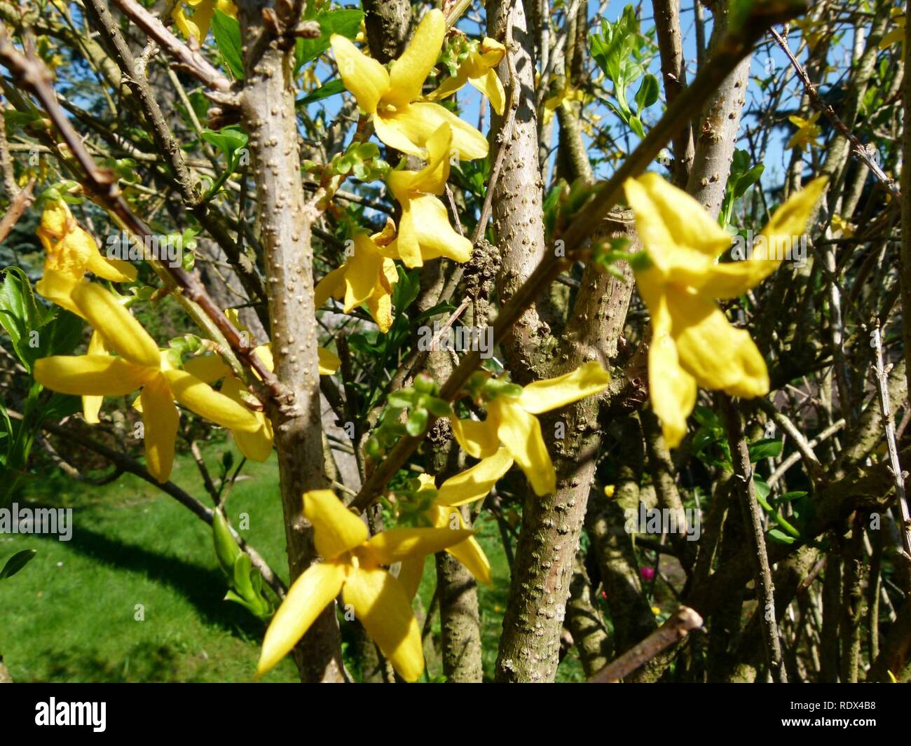 Arbrisseau hires stock photography and images Alamy — free download