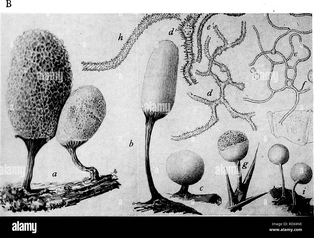 A Monograph of the Mycetozoa Being a Descriptive Catalogue of the