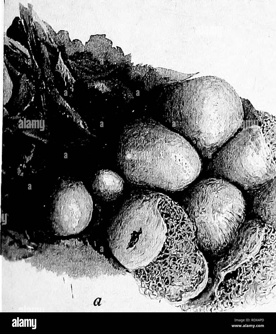 A Monograph of the Mycetozoa Being a Descriptive Catalogue of the
