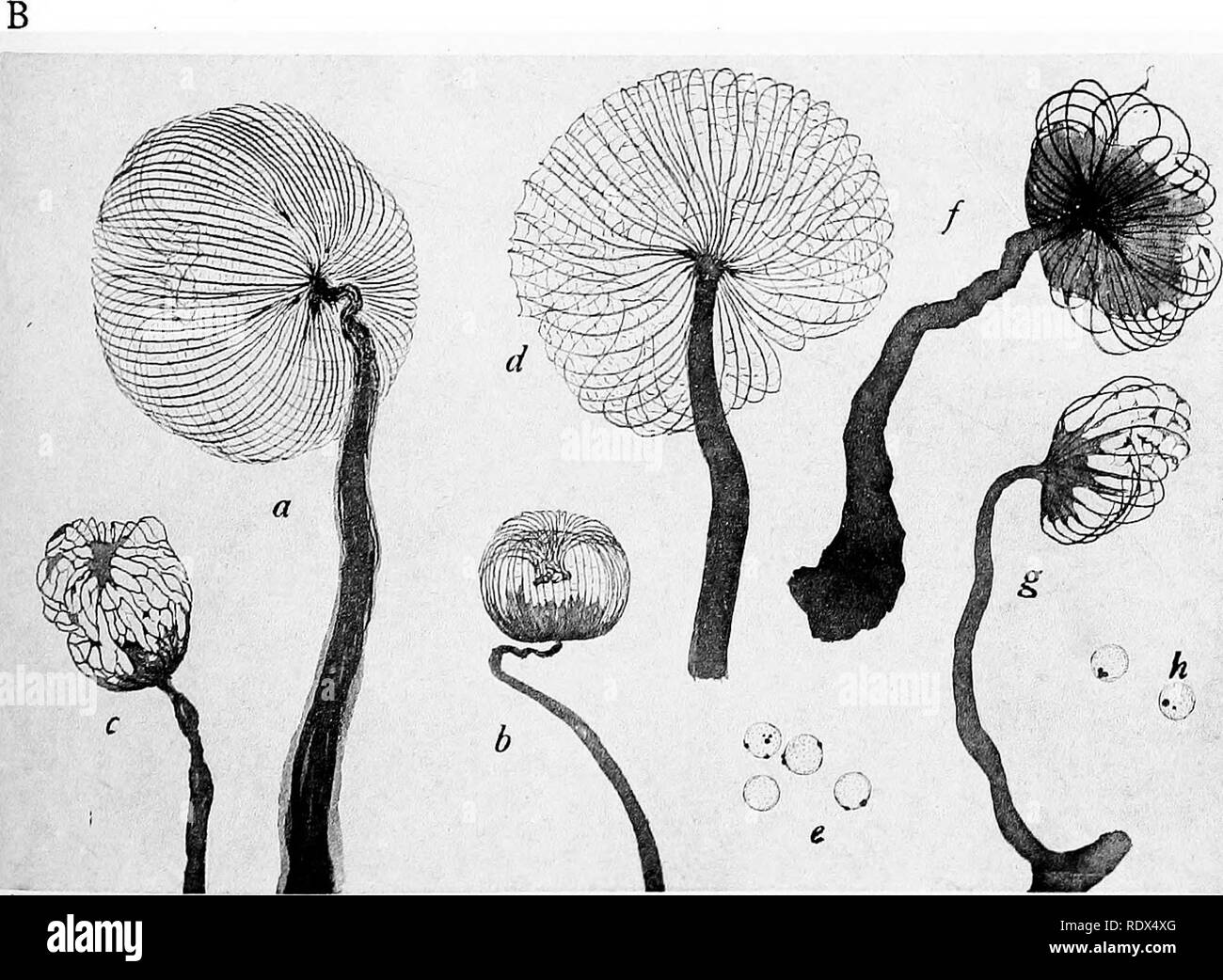 . A monograph of the Mycetozoa, being a descriptive catalogue of the species in the herbarium of the British Museum. Illustrated with seventy-eight plates and fifty-one woodcuts. Myxomycetes. a—c CRIBRARIA PURPUREA Schrad d-f CRIBRARIA ELEGANS Berk. &amp; Curt g—l CRIBRARIA VIOLACEA Rex. Lister f DICTYDIUM UMBILICATUM Schrad.. Please note that these images are extracted from scanned page images that may have been digitally enhanced for readability - coloration and appearance of these illustrations may not perfectly resemble the original work.. British Museum (Natural History). Dept. of Botany; Stock Photo