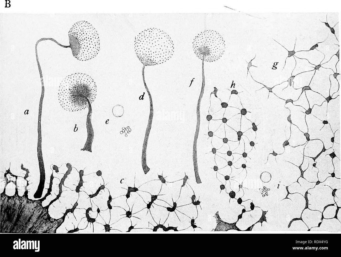 . A monograph of the Mycetozoa, being a descriptive catalogue of the species in the herbarium of the British Museum. Illustrated with seventy-eight plates and fifty-one woodcuts. Myxomycetes. CRIBRARIA AURANTIACA Schrad.. LisUrpmx. ^ ^ CRIBRARIA INTRICATA Schrad. f—i CRIBRARIA TENELLA Schrad.. Please note that these images are extracted from scanned page images that may have been digitally enhanced for readability - coloration and appearance of these illustrations may not perfectly resemble the original work.. British Museum (Natural History). Dept. of Botany; Lister, Arthur, 1830-1908. London Stock Photo