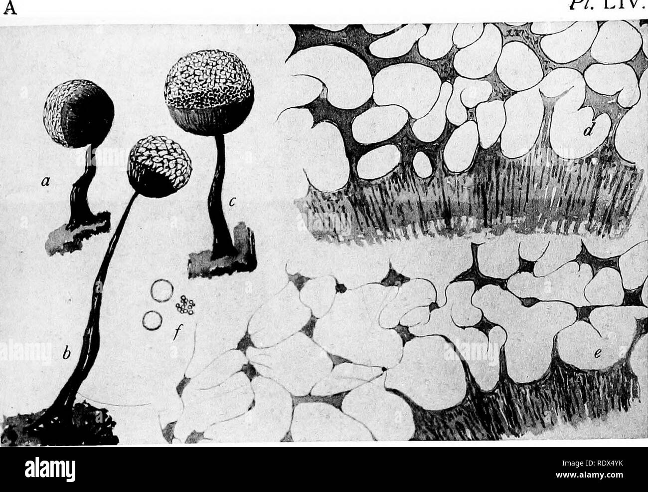 . A monograph of the Mycetozoa, being a descriptive catalogue of the species in the herbarium of the British Museum. Illustrated with seventy-eight plates and fifty-one woodcuts. Myxomycetes. PL LIV.. CRIBRARIA AURANTIACA Schrad.. Please note that these images are extracted from scanned page images that may have been digitally enhanced for readability - coloration and appearance of these illustrations may not perfectly resemble the original work.. British Museum (Natural History). Dept. of Botany; Lister, Arthur, 1830-1908. London, Printed by Order of the Trustees, Sold by Longmans [etc. ] Stock Photo