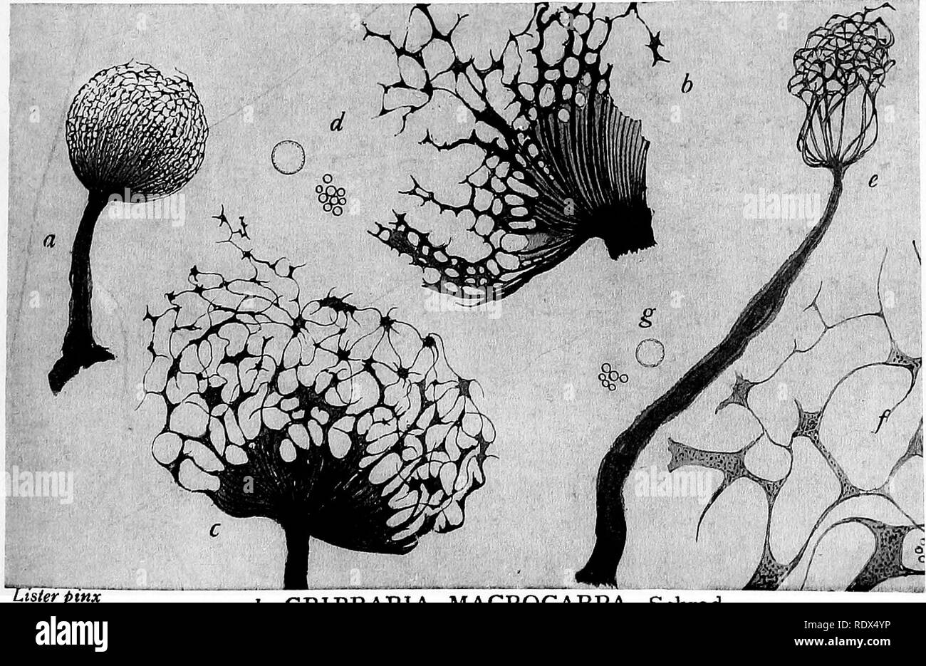 . A monograph of the Mycetozoa, being a descriptive catalogue of the species in the herbarium of the British Museum. Illustrated with seventy-eight plates and fifty-one woodcuts. Myxomycetes. a—c CRIBRARIA RUFESCENS Pers, d—h CRIBRARIA MINUTISSIMA Schwein. '^Ii»5Sr55!JRS!Vl. Lister ptnx a—d CRIBRARIA MACROCARPA Schrad. e o- CRIBRARIA SPLENDENS Pers,. Please note that these images are extracted from scanned page images that may have been digitally enhanced for readability - coloration and appearance of these illustrations may not perfectly resemble the original work.. British Museum (Natural Hi Stock Photo