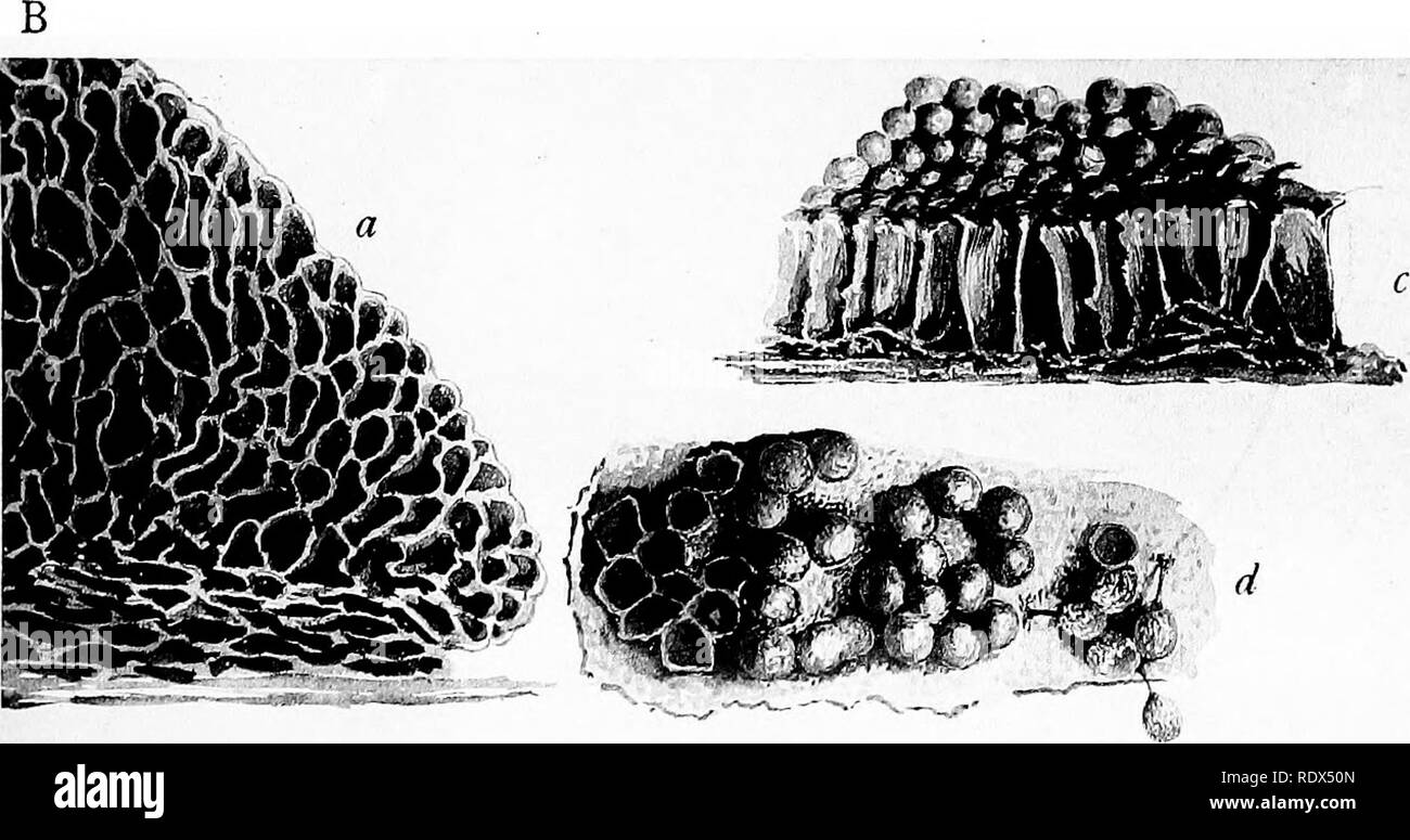 . A monograph of the Mycetozoa, being a descriptive catalogue of the species in the herbarium of the British Museum. Illustrated with seventy-eight plates and fifty-one woodcuts. Myxomycetes. a, b AMAUROCHiETE ATRA Rost. Câe BREFELDIA MAXIMA Host. Â» -J^, *&quot;,^^ -.'JP^'t .â ^l*-- '*^ o/ Listerpii !';'yX/^ K.:.i UNDBLADIA TUBULINA Fr.. Please note that these images are extracted from scanned page images that may have been digitally enhanced for readability - coloration and appearance of these illustrations may not perfectly resemble the original work.. British Museum (Natural History). Dept Stock Photo