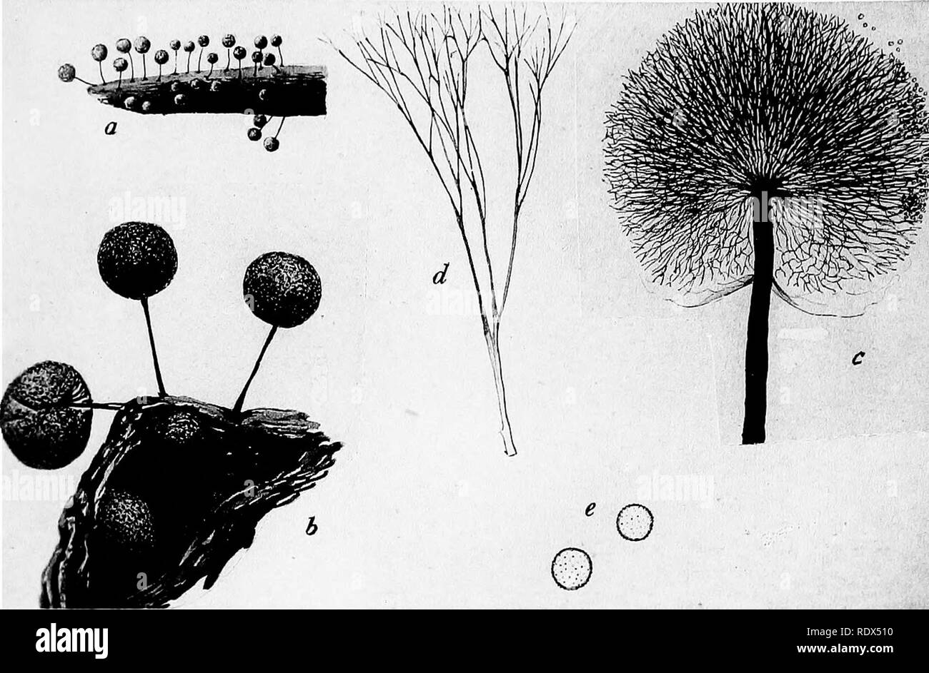 . A monograph of the Mycetozoa, being a descriptive catalogue of the species in the herbarium of the British Museum. Illustrated with seventy-eight plates and fifty-one woodcuts. Myxomycetes. PL L.. LAMPRODERMA IRIDEUM Mass. B. Please note that these images are extracted from scanned page images that may have been digitally enhanced for readability - coloration and appearance of these illustrations may not perfectly resemble the original work.. British Museum (Natural History). Dept. of Botany; Lister, Arthur, 1830-1908. London, Printed by Order of the Trustees, Sold by Longmans [etc. ] Stock Photo