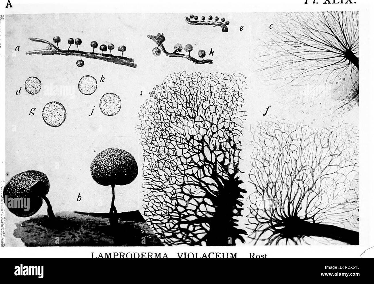 . A monograph of the Mycetozoa, being a descriptive catalogue of the species in the herbarium of the British Museum. Illustrated with seventy-eight plates and fifty-one woodcuts. Myxomycetes. PI. XLIX.. LAMPRODERMA VIOLACEUM Rost B. Please note that these images are extracted from scanned page images that may have been digitally enhanced for readability - coloration and appearance of these illustrations may not perfectly resemble the original work.. British Museum (Natural History). Dept. of Botany; Lister, Arthur, 1830-1908. London, Printed by Order of the Trustees, Sold by Longmans [etc. ] Stock Photo