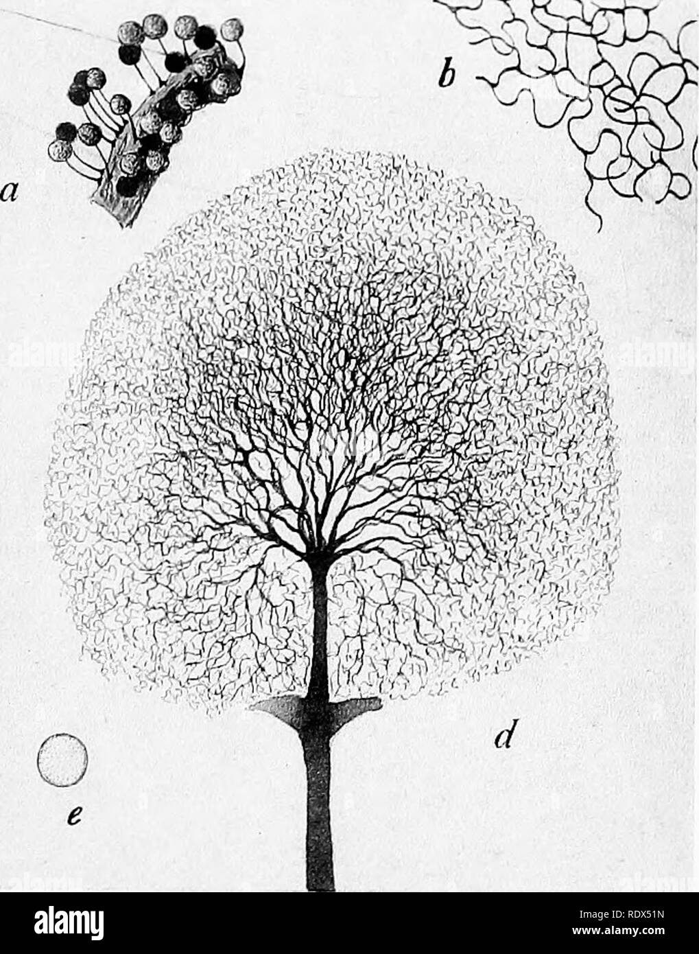 . A monograph of the Mycetozoa, being a descriptive catalogue of the species in the herbarium of the British Museum. Illustrated with seventy-eight plates and fifty-one woodcuts. Myxomycetes. Lister pinx.. LAMPRODERMA ARCYRIONEMA Rost.. Please note that these images are extracted from scanned page images that may have been digitally enhanced for readability - coloration and appearance of these illustrations may not perfectly resemble the original work.. British Museum (Natural History). Dept. of Botany; Lister, Arthur, 1830-1908. London, Printed by Order of the Trustees, Sold by Longmans [etc. Stock Photo