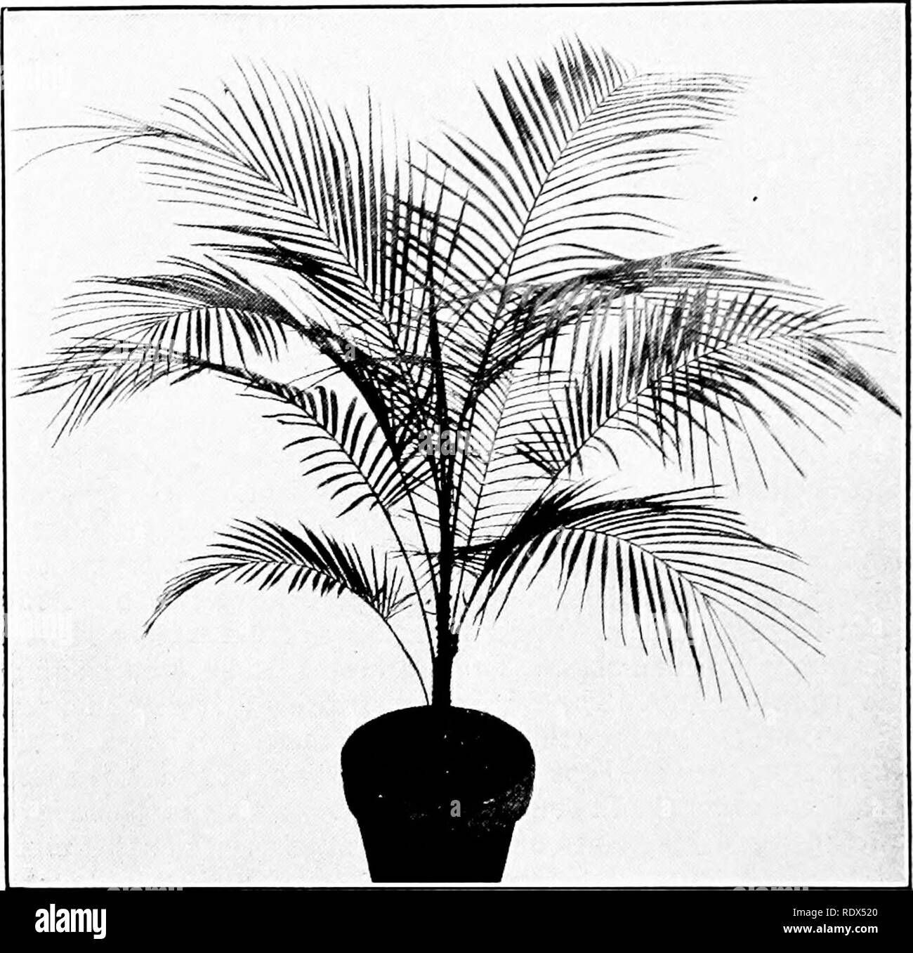 . Plant culture; a working handbook of every day practice for all who grow flowering and ornamental plants in the garden and greenhouse. Gardening; Greenhouses. 142 PLANT CULTURE. Cocos Weddelliana COURTESY HENRY A. DREER, INC., PHILADELPHIA, PA. Stand rough usage, to a certain extent, without showing bad effects. Palms may be divided into two sections—those with pinnate or feathered leaves and those with palmate or fan-shaped leaves. Latania, Livistona, Chamasrops, Rhapis, Corypha, Licuala and Thrinax are familiar examples of the section having fan-shaped leaves; while the feather-leaved sect Stock Photo
