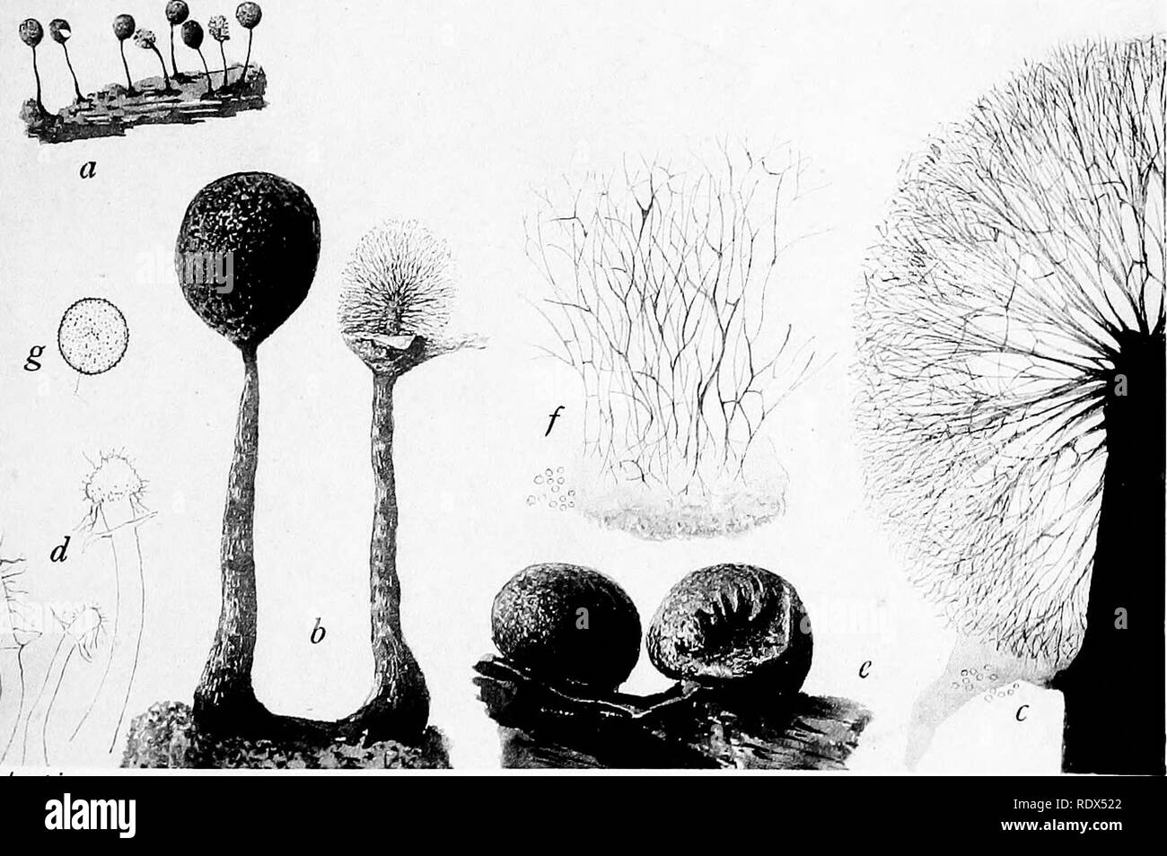 . A monograph of the Mycetozoa, being a descriptive catalogue of the species in the herbarium of the British Museum. Illustrated with seventy-eight plates and fifty-one woodcuts. Myxomycetes. PI. XLVII. &gt;t ENERTHENEMA ELEGANS Bowm. B. Lister pinx. LAMPRODERMA PHYSAROIDES Rost.. Please note that these images are extracted from scanned page images that may have been digitally enhanced for readability - coloration and appearance of these illustrations may not perfectly resemble the original work.. British Museum (Natural History). Dept. of Botany; Lister, Arthur, 1830-1908. London, Printed by  Stock Photo