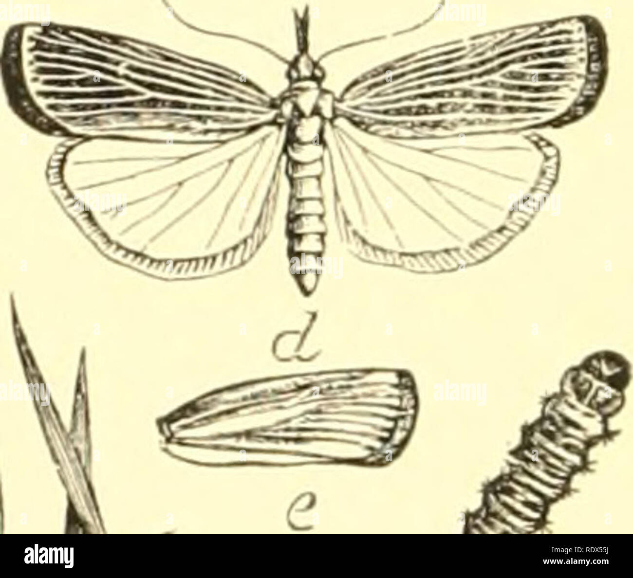 . Economic entomology for the farmer and the fruit grower, and for use as a text-book in agricultural schools and colleges;. Insects; Pests. -jJteiC^,^.^^^ &quot;5«- Crambus vulvivaf;elhi!i.—a, larva ; b, over-, and r, underground tube and cocoon ; d, e, /, moths with wuigs spread and at rest ; g, an egg much enlarged. up or f&lt;^lded closely, giving the insect a little the appearance ot a tiny cylinder. The head is small, not at all retracted, and usually furnished with very long palpi that project straight out like a snout ; as a whole, resembling somewhat one of the groups of the deltoid N Stock Photo