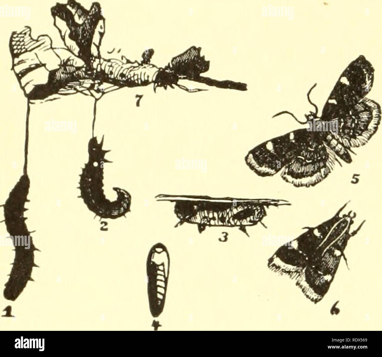 . Economic entomology for the farmer and the fruit grower, and for use as a text-book in agricultural schools and colleges;. Insects; Pests. 312 AN ECONOMIC ENTOMOLOGY.. to penetrate the webs and come into direct contact with the larvae. Sometimes insects of this series are not confined to green vegetation, as in the case of the "clover-hay worm," Asopia rostalis, which attacks the dry or partially dry product, webbing it up and causing more or Fig. 356. less injury. Its near ally, Pyralis farinalis, may be found in barns or bins where grain is carelessly stored, and the caterpil- la Stock Photo