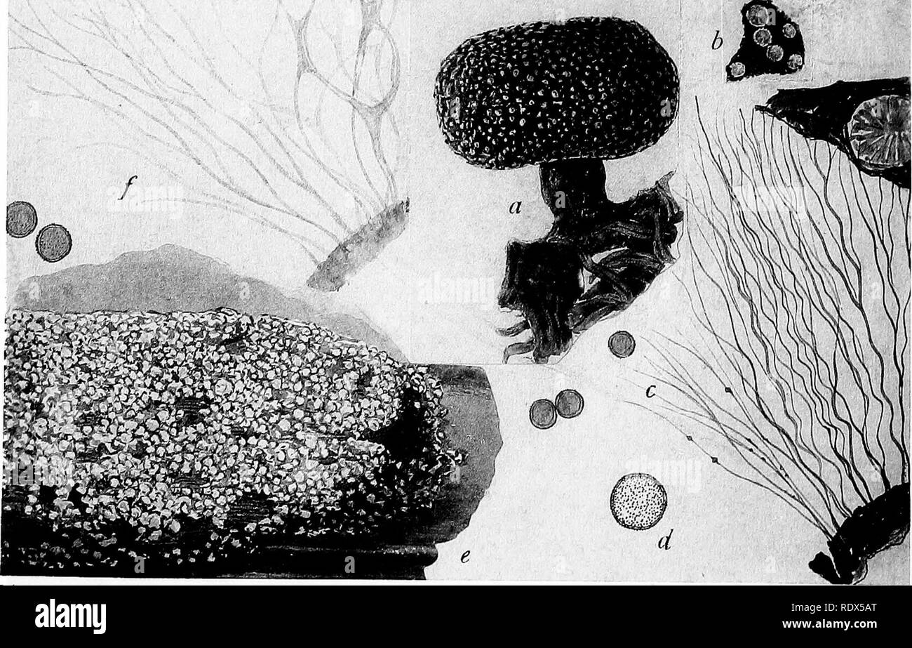 . A monograph of the Mycetozoa, being a descriptive catalogue of the species in the herbarium of the British Museum. Illustrated with seventy-eight plates and fifty-one woodcuts. Myxomycetes. SPUMARIA ALBA D.C. B. Lister pinx. a—d LEPIDODERMA TIGRINUM Rost. e—f LEPIDODERMA CARESTIANUM Rost.. Please note that these images are extracted from scanned page images that may have been digitally enhanced for readability - coloration and appearance of these illustrations may not perfectly resemble the original work.. British Museum (Natural History). Dept. of Botany; Lister, Arthur, 1830-1908. London,  Stock Photo