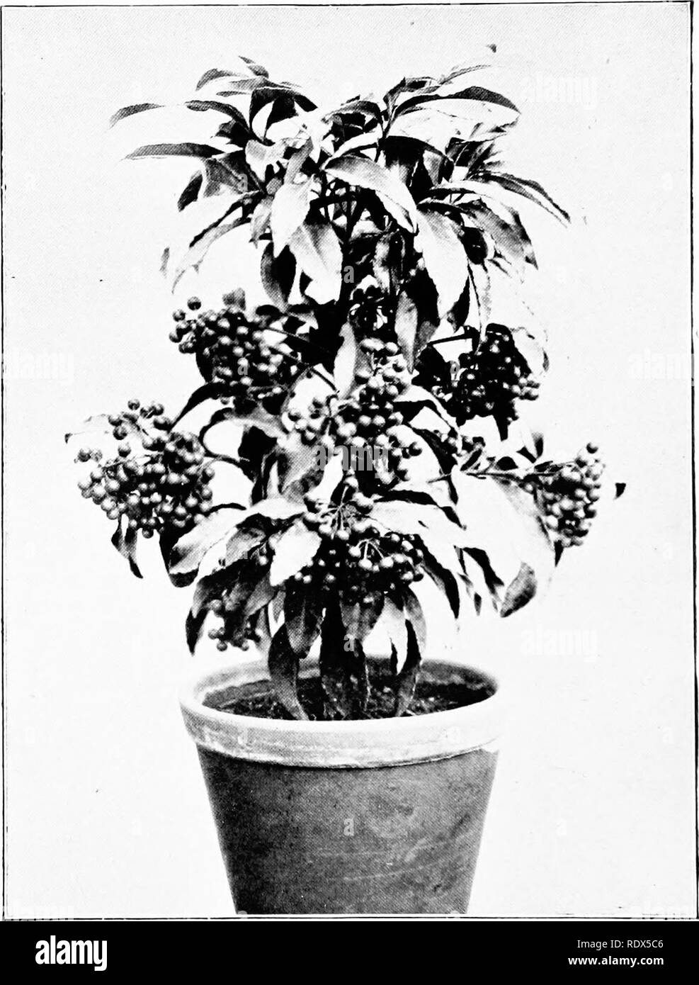 . Plant culture; a working handbook of every day practice for all who grow flowering and ornamental plants in the garden and greenhouse. Gardening; Greenhouses. 62 PLANT CULTURE. Ardisia crenulata.—(See page 61). Please note that these images are extracted from scanned page images that may have been digitally enhanced for readability - coloration and appearance of these illustrations may not perfectly resemble the original work.. Oliver, George Watson, 1858-1923; Hottes, Alfred Carl, 1891-1955. New York, A. T. De La Mare Co. , Inc Stock Photo