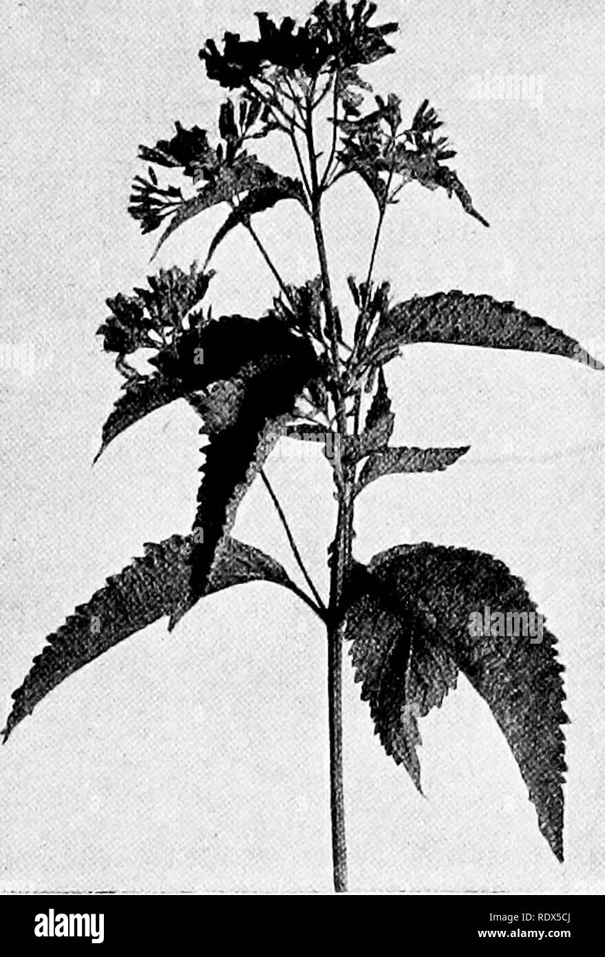 Wild Flower Families The Haunts Characters And Family Relationships Of The Herbaceous Wild Flowers With Suggestions For Their Identification Botany Composite Family 217 Boneset The Boneset Is To Be Found Durinsr
