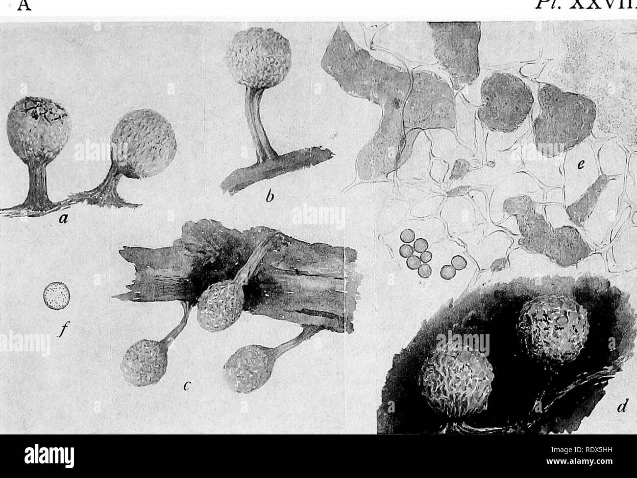 . A monograph of the Mycetozoa, being a descriptive catalogue of the species in the herbarium of the British Museum. Illustrated with seventy-eight plates and fifty-one woodcuts. Myxomycetes. PI. XXVIII.. CRATERIUM MUTABILE Fr.. Please note that these images are extracted from scanned page images that may have been digitally enhanced for readability - coloration and appearance of these illustrations may not perfectly resemble the original work.. British Museum (Natural History). Dept. of Botany; Lister, Arthur, 1830-1908. London, Printed by Order of the Trustees, Sold by Longmans [etc. ] Stock Photo