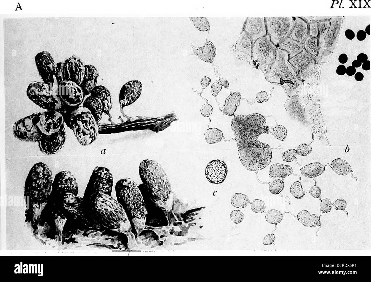 . A monograph of the Mycetozoa, being a descriptive catalogue of the species in the herbarium of the British Museum. Illustrated with seventy-eight plates and fifty-one woodcuts. Myxomycetes. PHYSARUM DIDERMOIDES Rost.. Please note that these images are extracted from scanned page images that may have been digitally enhanced for readability - coloration and appearance of these illustrations may not perfectly resemble the original work.. British Museum (Natural History). Dept. of Botany; Lister, Arthur, 1830-1908. London, Printed by Order of the Trustees, Sold by Longmans [etc. ] Stock Photo