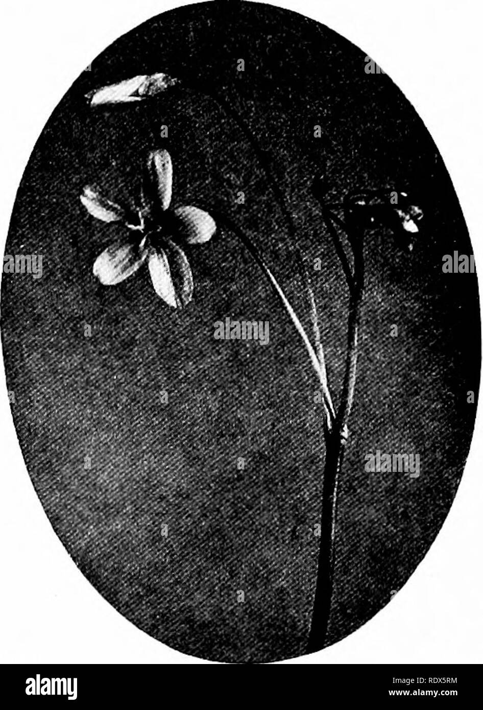 Conservative Characters Botany Example . Wild flower families; the haunts, characters, and family ...