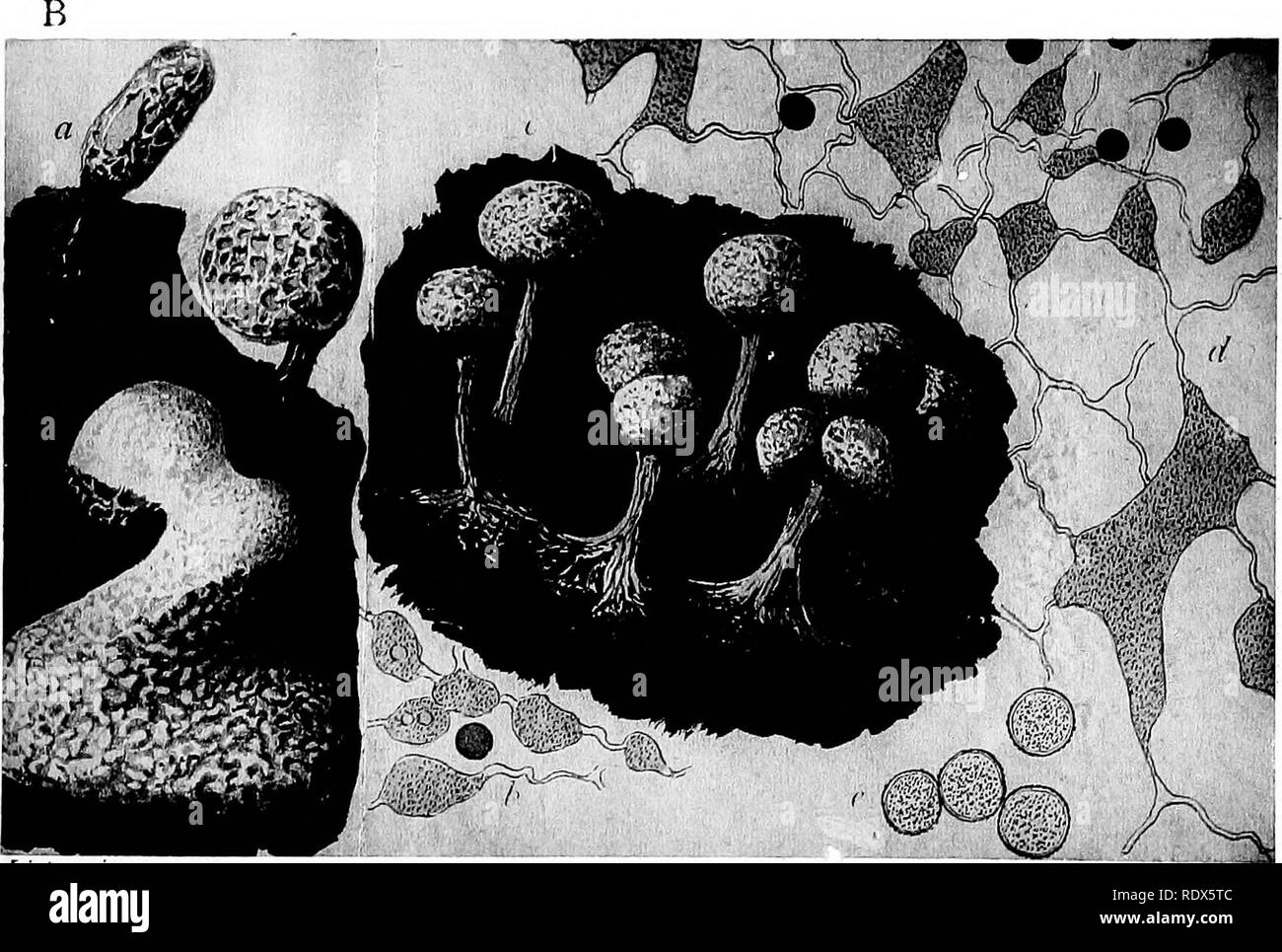 . A monograph of the Mycetozoa, being a descriptive catalogue of the species in the herbarium of the British Museum. Illustrated with seventy-eight plates and fifty-one woodcuts. Myxomycetes. Lister piftx. A. B PHYSARUM COMPRESSUM Alb. &amp; Schw.. Please note that these images are extracted from scanned page images that may have been digitally enhanced for readability - coloration and appearance of these illustrations may not perfectly resemble the original work.. British Museum (Natural History). Dept. of Botany; Lister, Arthur, 1830-1908. London, Printed by Order of the Trustees, Sold by Lo Stock Photo