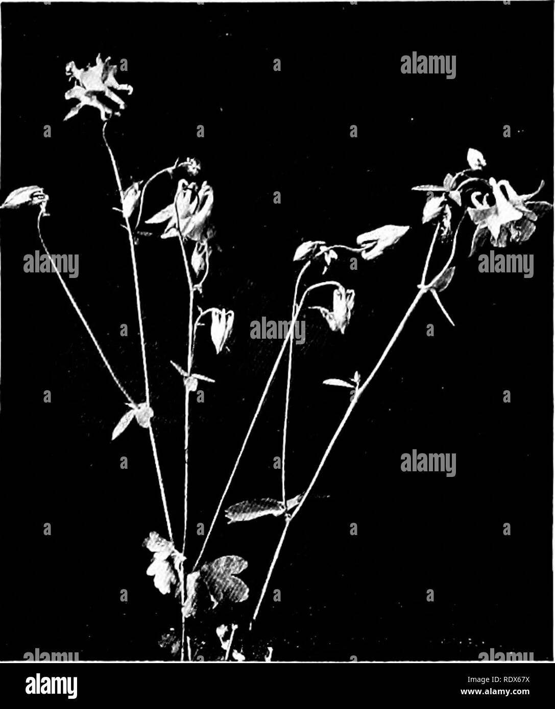 . The flora of the Algeria. Botany. Aquelegia Vulgaris NO — Ranunculaceas Ancolie Columbine Plant with beaut'ful dark-blue flower, yellcw stamens.. Please note that these images are extracted from scanned page images that may have been digitally enhanced for readability - coloration and appearance of these illustrations may not perfectly resemble the original work.. Gubb, Alfred S. (Alfred Samuel), 1857-. Alger, Imprimerie Alge?rienne; London, Ballie?re, Tindall &amp; Cox Stock Photo
