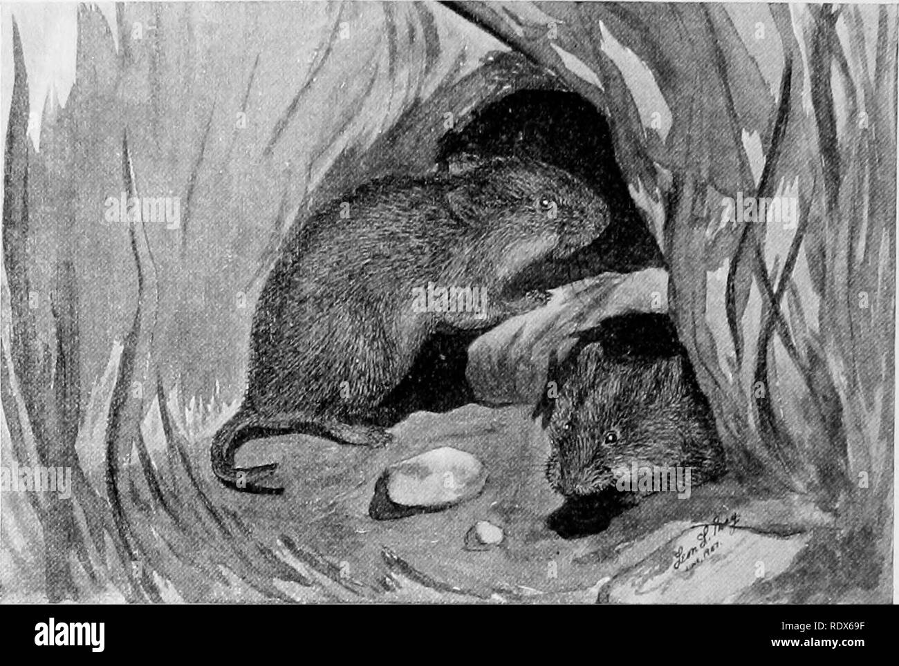 . [Collected reprints, 1912-1919. Mammals; Mammals; Birds. 220 Field Museum or Natural History — Zoology, Vol. XI.. Prairie Meadow Mouse or Prairie Vole (Microtus ochrogaster). opening on one side. This burrow and nest are occupied in winter, and in it at least the first litter of young is produced in the spring; but, in the summer and fall, these meadow-mice may be found in similar nests in the grass above ground, in which the young are often, if not usually, brought forth. Nests formed under the snow in winter are also occupied by them. From the burrows, innumerable runways traverse the neig Stock Photo