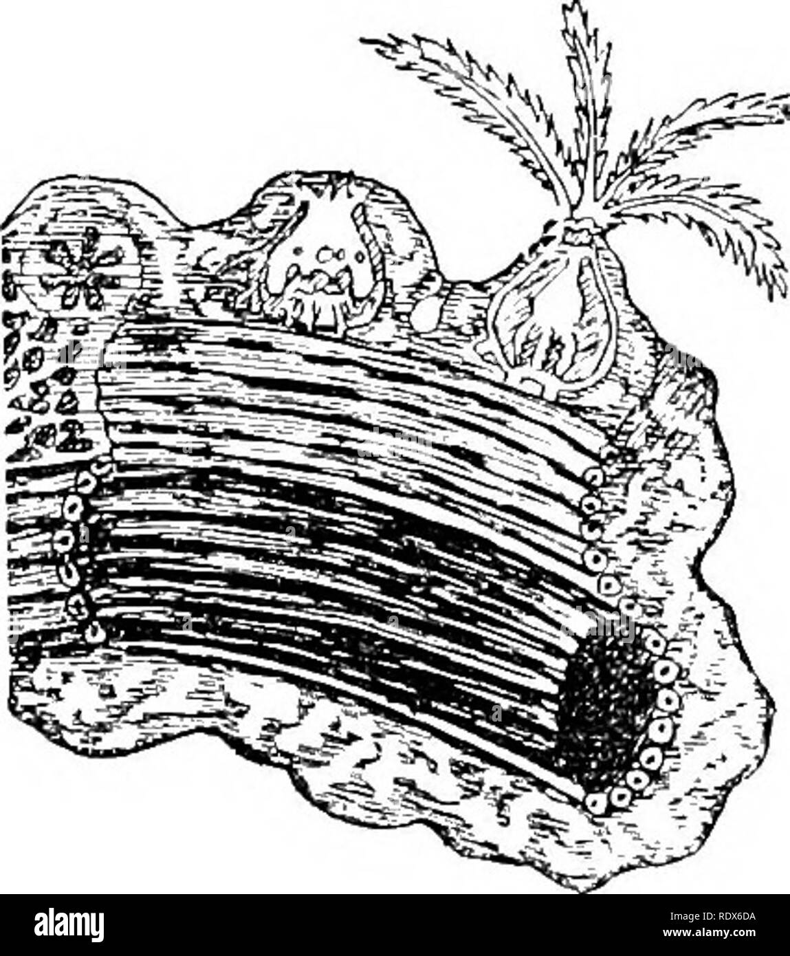 . Natural history. Zoology. Fig, 17.—Oegan-Fitb CoaAL (Tubipora musica). chalk and horn alternately. The fleshy crust which covers the axis, and out of which the individual polypa protrude, is supported by chalky spicules or plates scattered through its substance (see Fig. 18). There are, however, massive forms produced by the eight-rayed polyps which have no central skeletal axis, such as the Blue Coral (Heliopora) and the Organ Pipe Coral (Fig. 17). In the latter, the polyps grow up side by side in separate tubes which result from the fusion of coloured chalky spicules. Those tubes, from whi Stock Photo