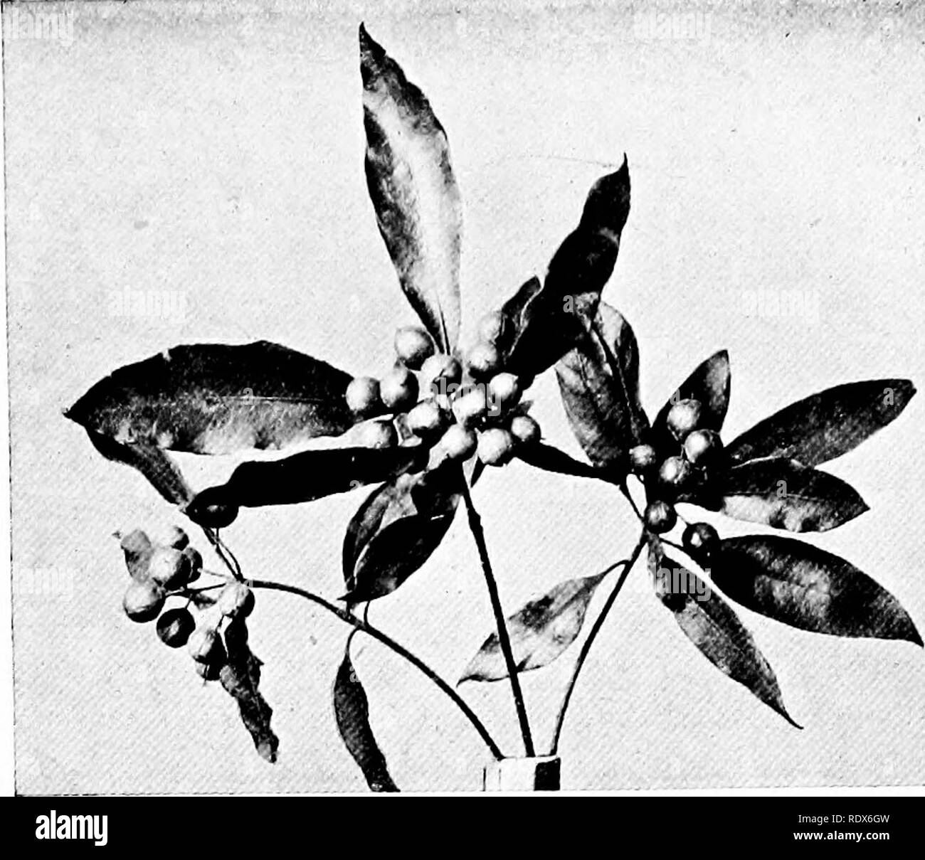 . The flora of the Algeria. Botany. Hymenosporum Flavum NO — Pittosporaceae Pittosporee Pittosporum Shrub with Dale yellow, highly scented flowers followed by yellow berries.. Please note that these images are extracted from scanned page images that may have been digitally enhanced for readability - coloration and appearance of these illustrations may not perfectly resemble the original work.. Gubb, Alfred S. (Alfred Samuel), 1857-. Alger, Imprimerie Alge?rienne; London, Ballie?re, Tindall &amp; Cox Stock Photo